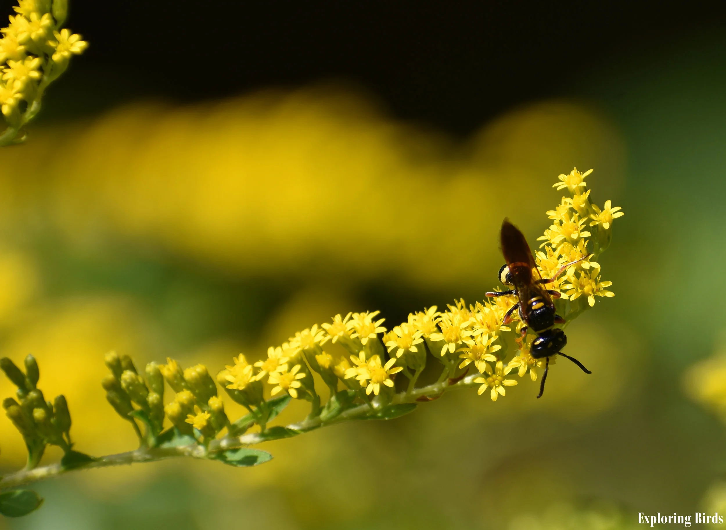 Birds Attracted to Goldenrod — Exploring Birds