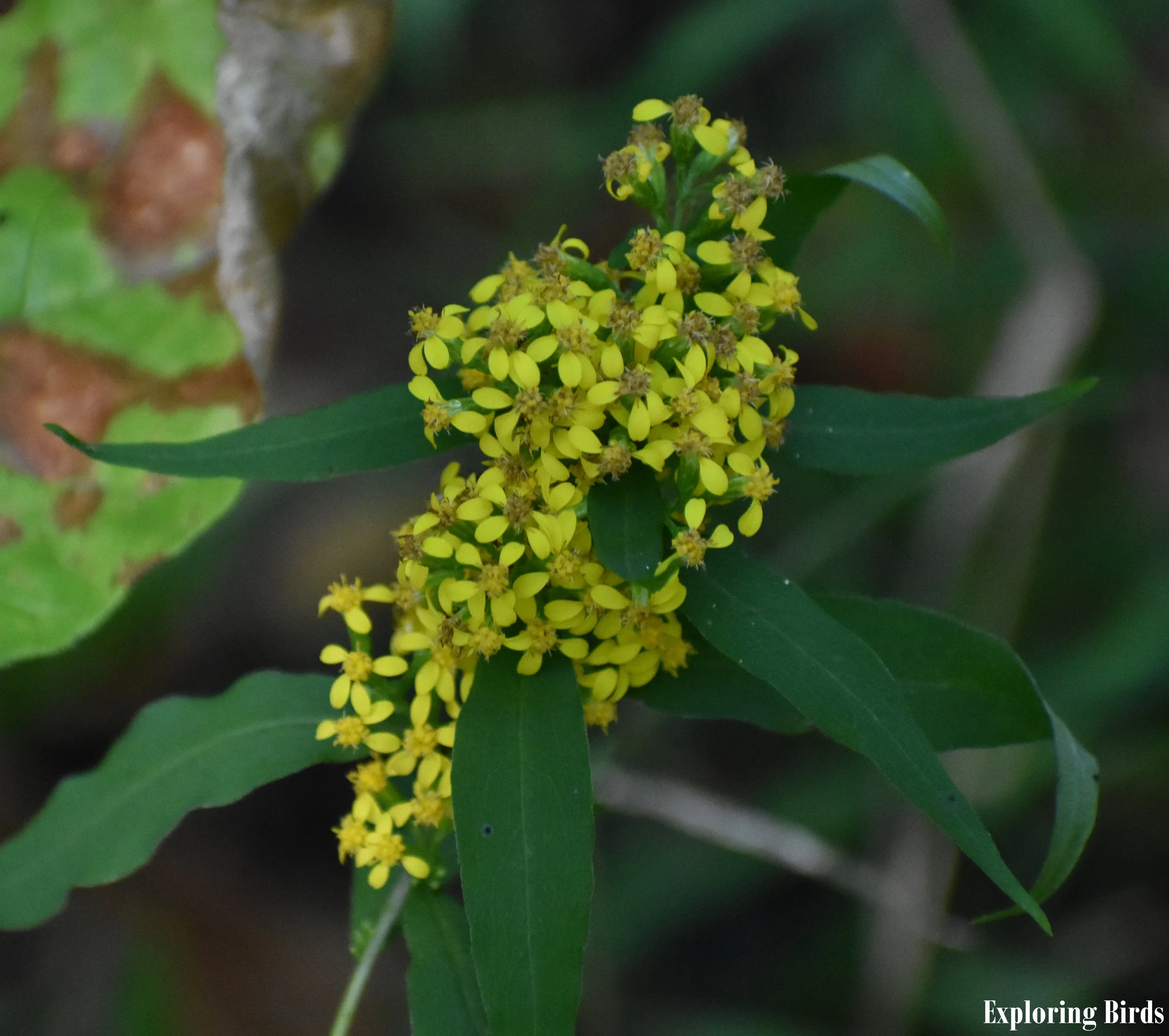 Birds Attracted to Goldenrod — Exploring Birds
