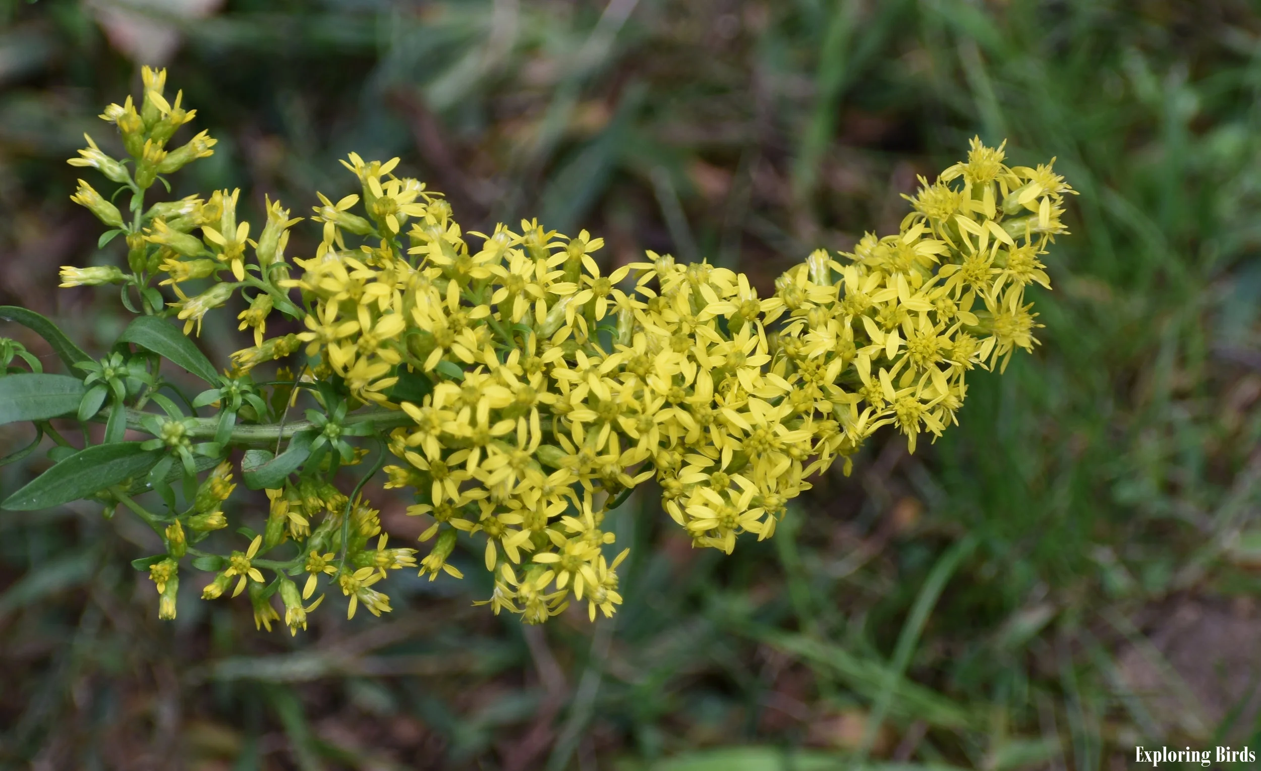 Birds Attracted to Goldenrod — Exploring Birds