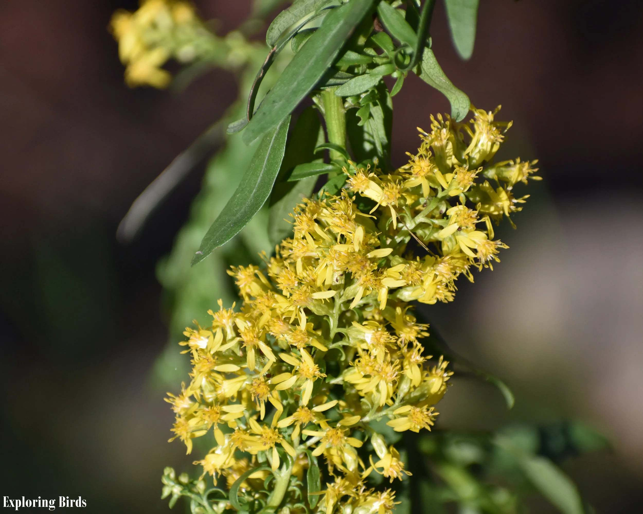 Birds Attracted to Goldenrod — Exploring Birds