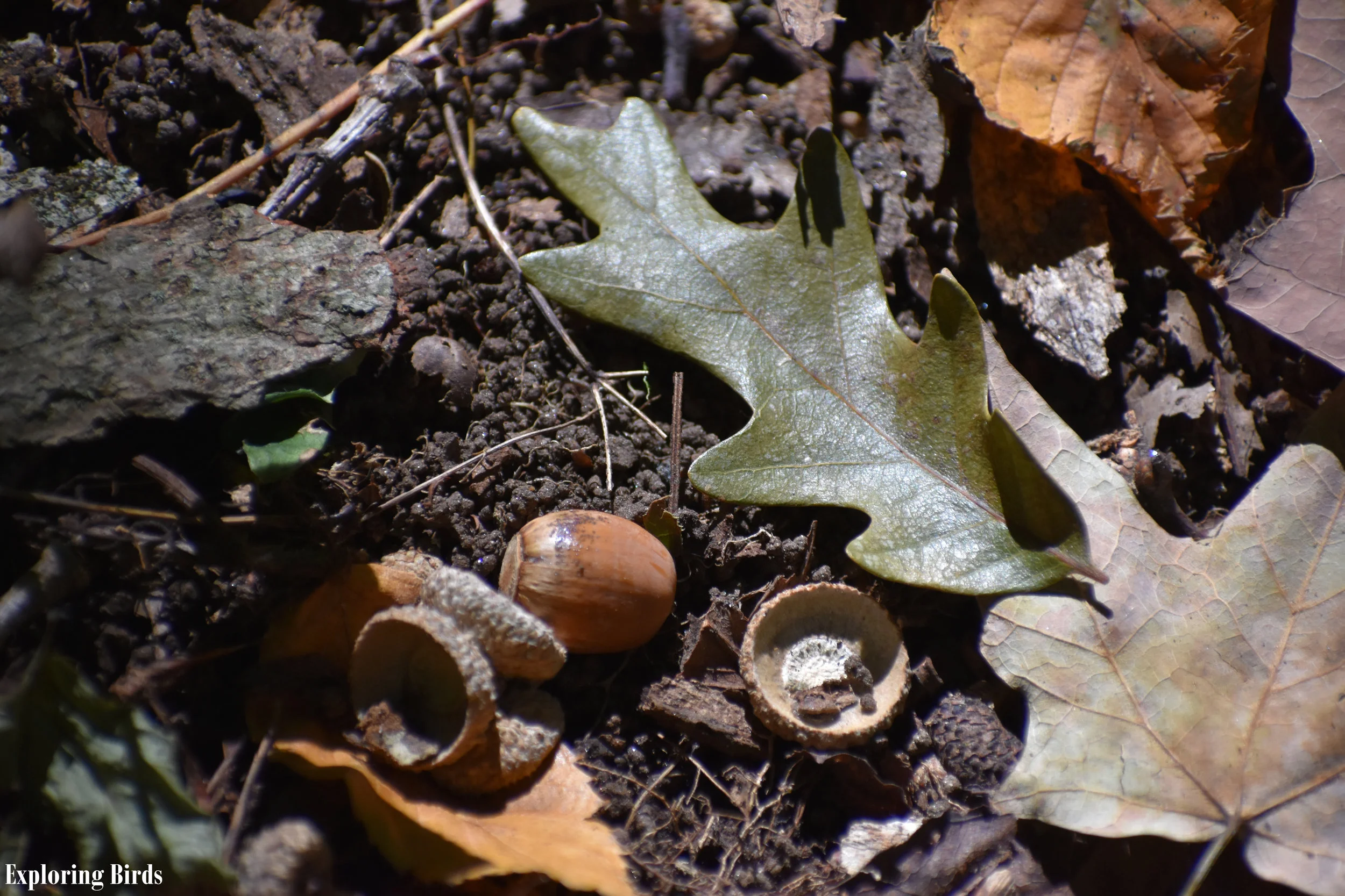 Birds Attracted to Oak — Exploring Birds