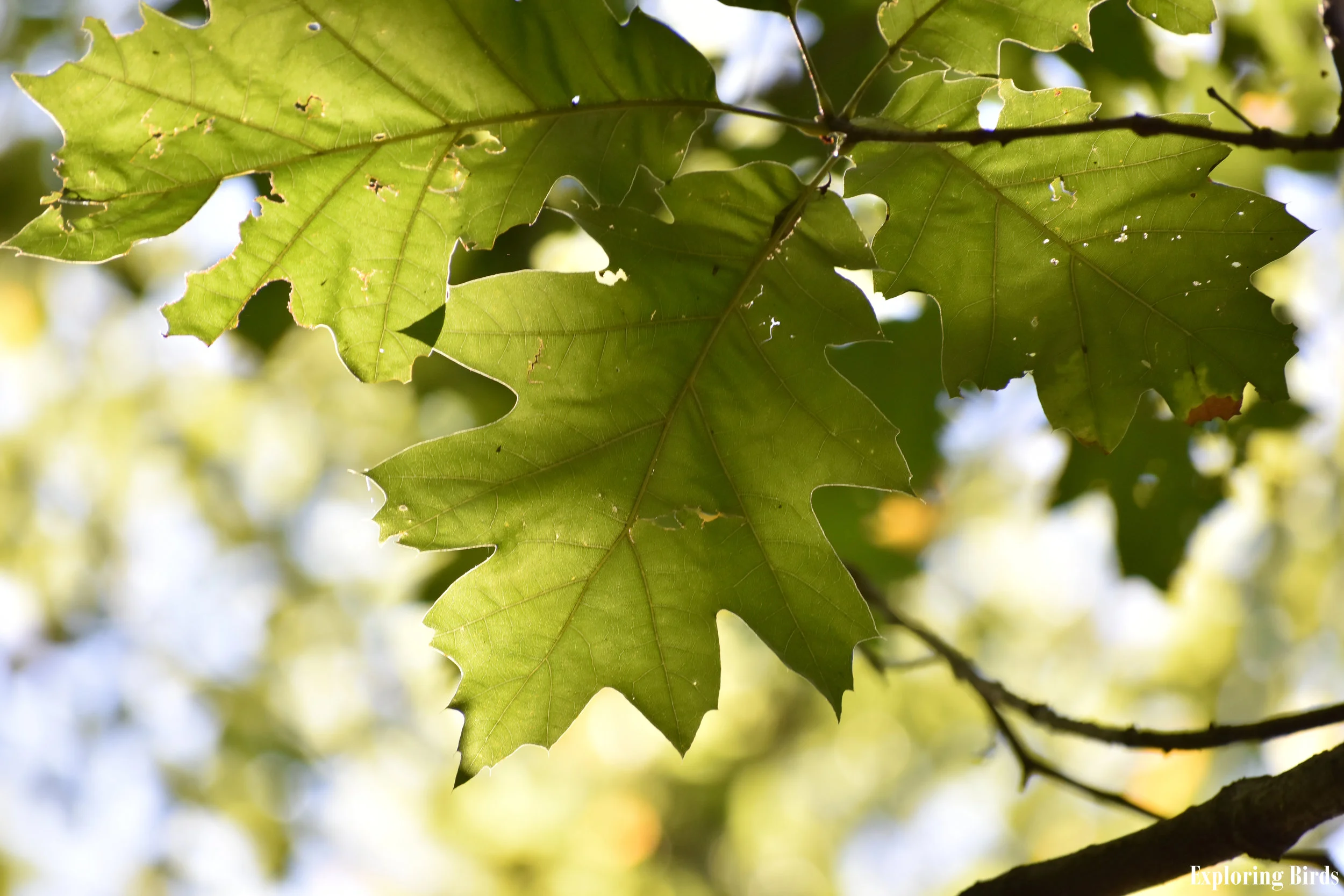 Birds Attracted to Oak — Exploring Birds