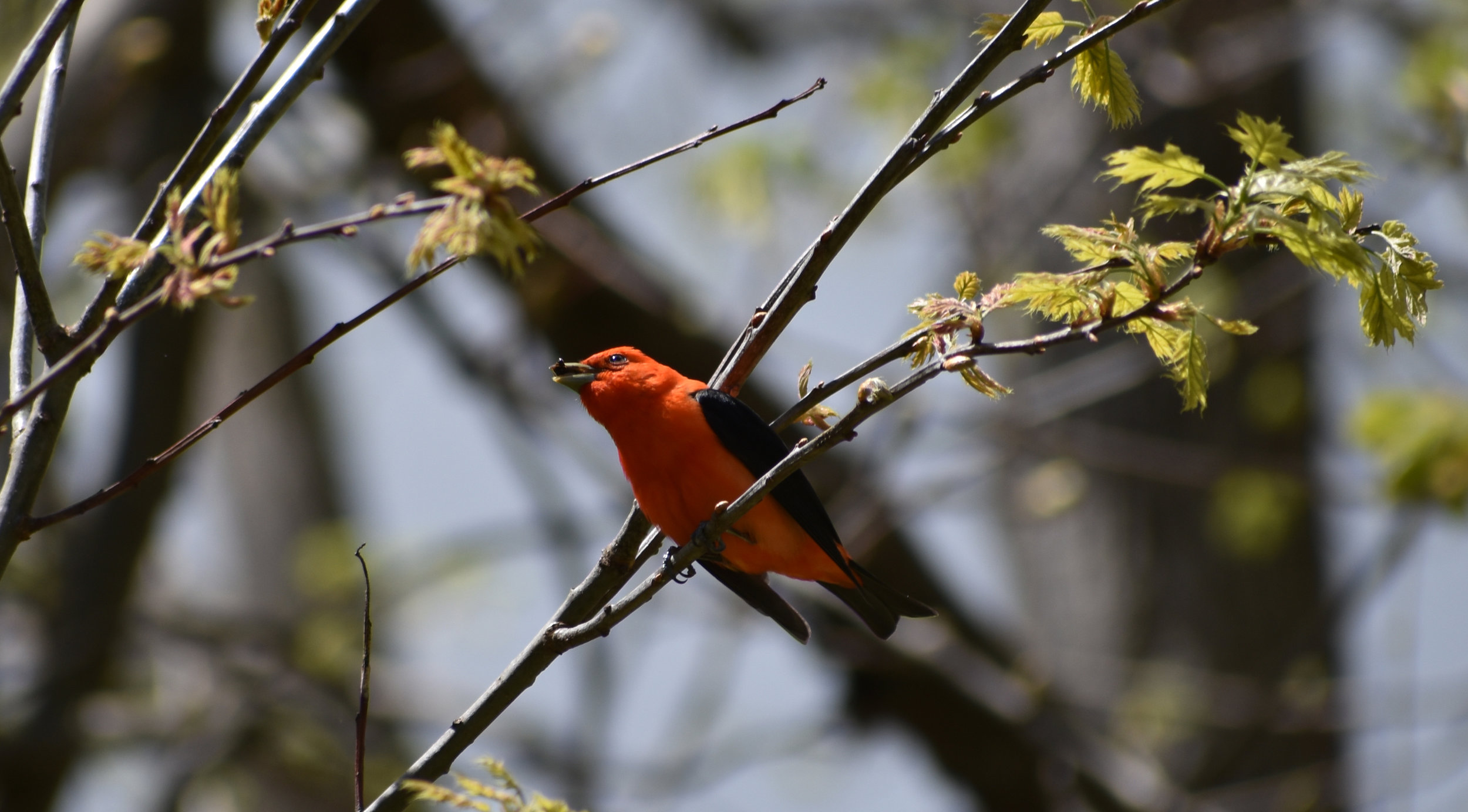Birds Attracted to Oak — Exploring Birds