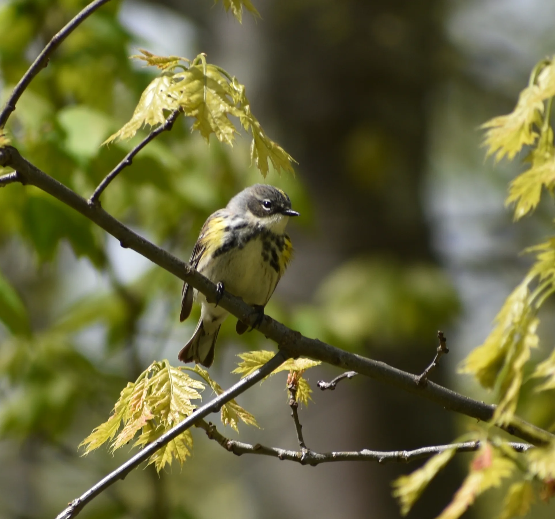 Birds Attracted to Oak — Exploring Birds