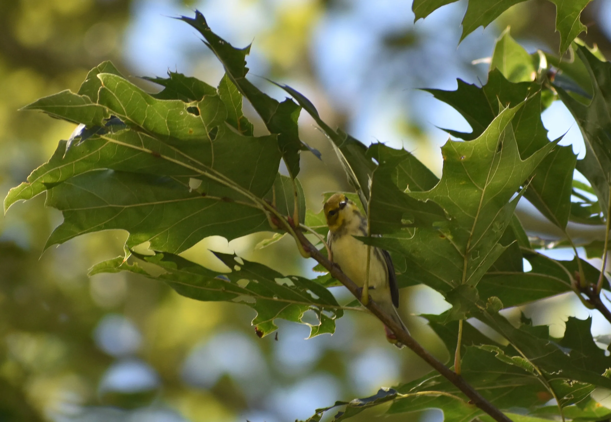 Birds Attracted to Oak — Exploring Birds