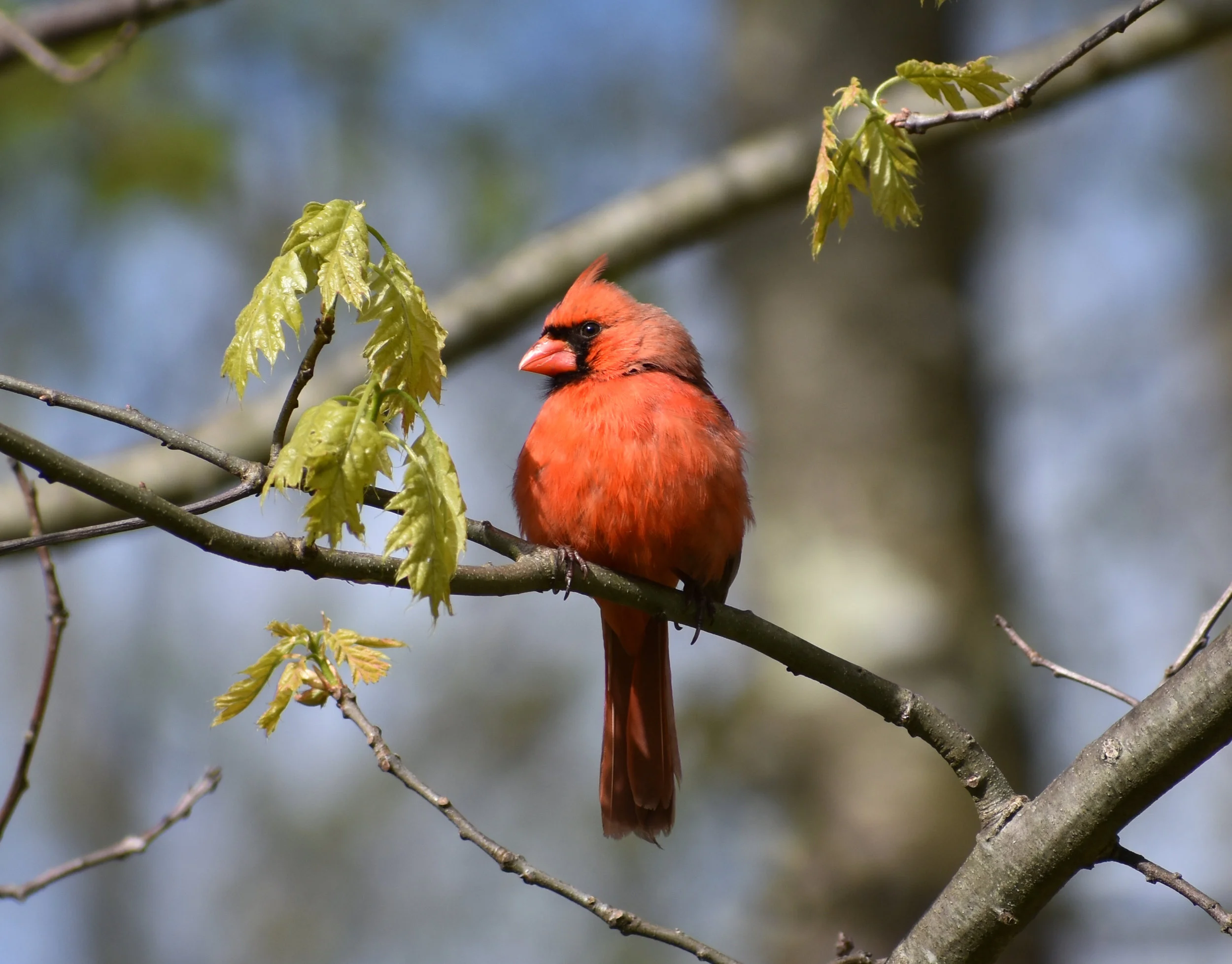 Birds Attracted to Oak — Exploring Birds