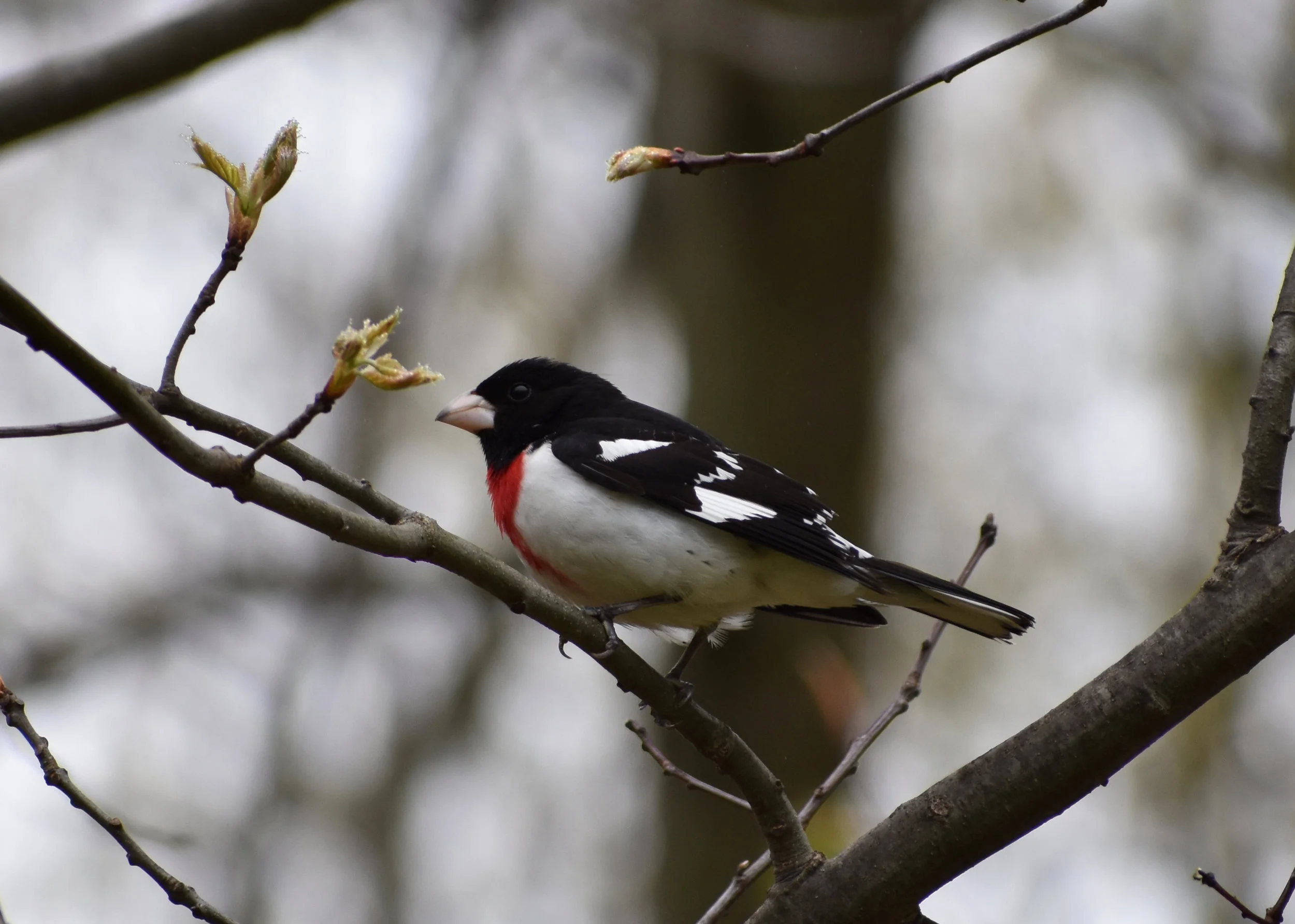 Birds Attracted to Oak — Exploring Birds
