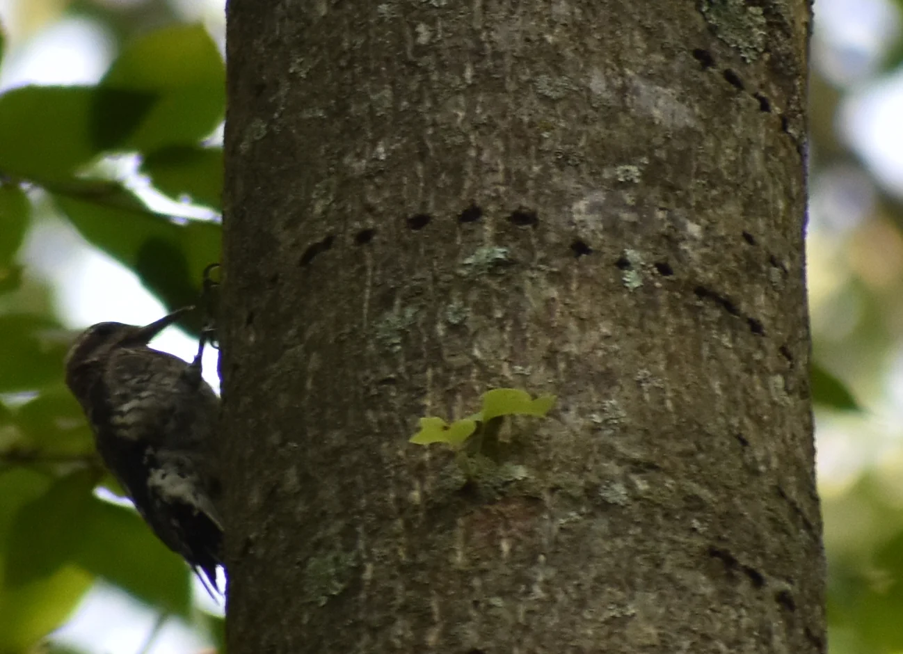 Yellow-Bellied Sapsucker drilling sapwells into Tulip-Poplar