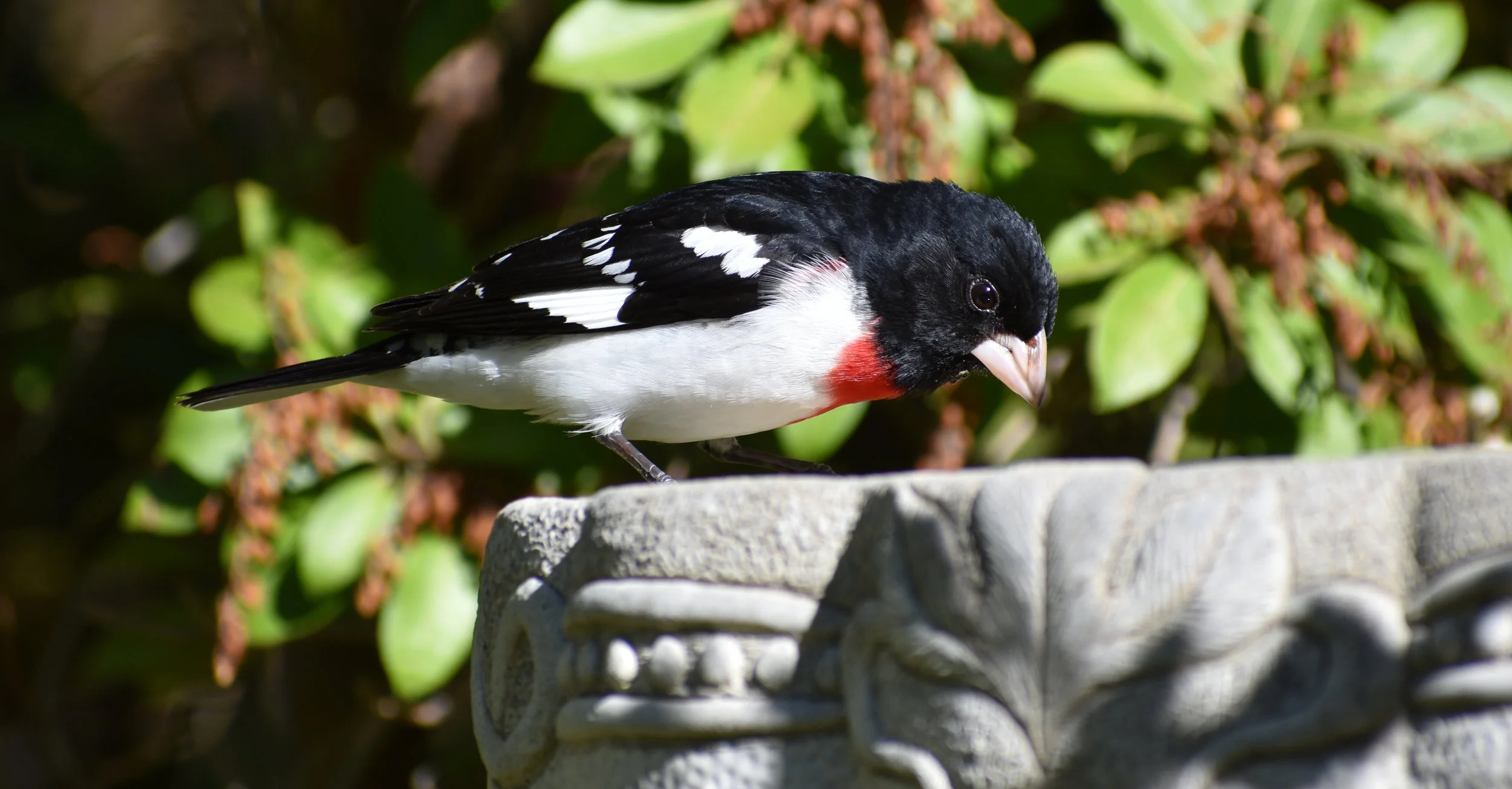  Rose-Breasted Grosbeak at birdbath