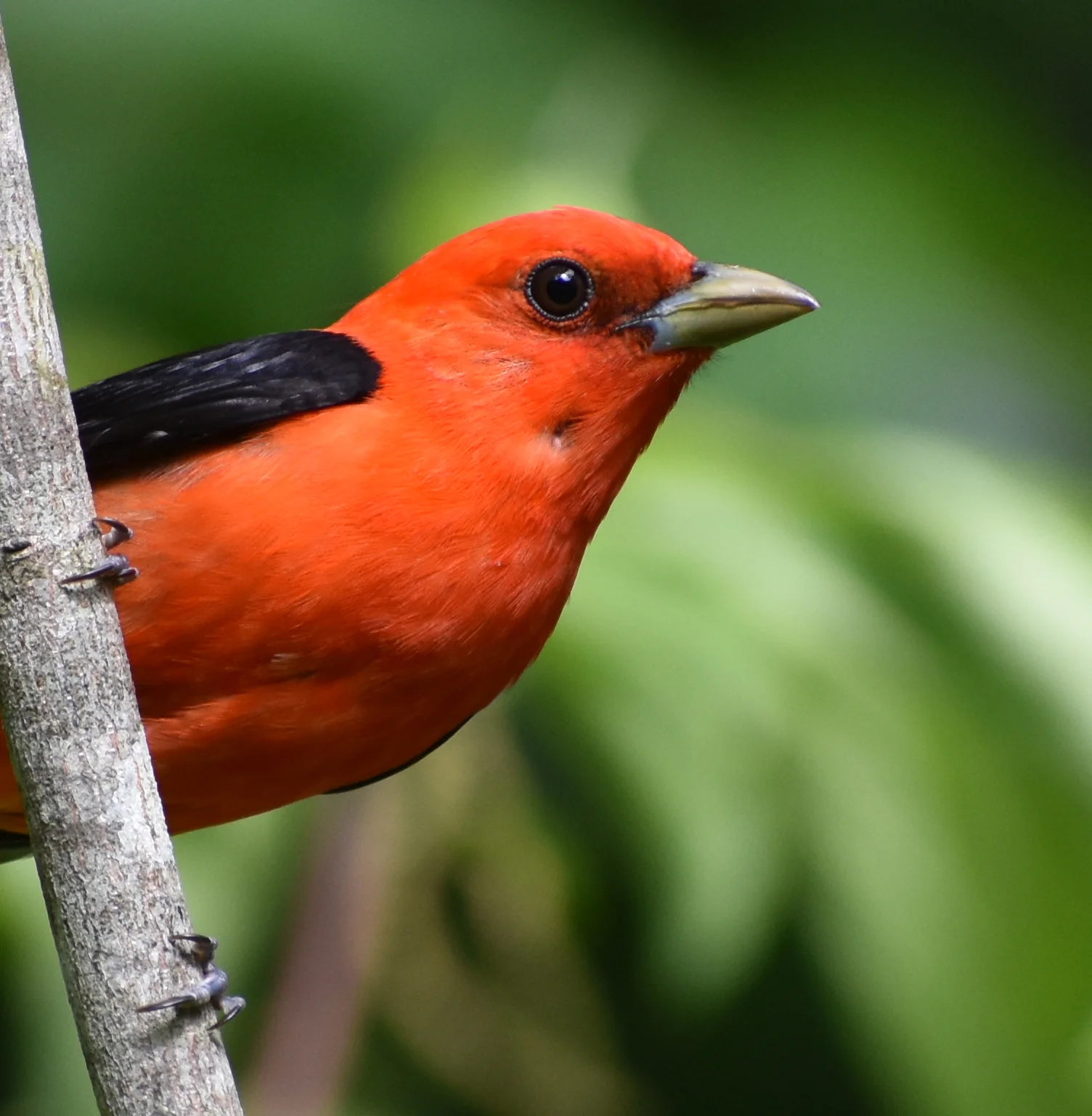 Bird Photography: Scarlet Tanager
