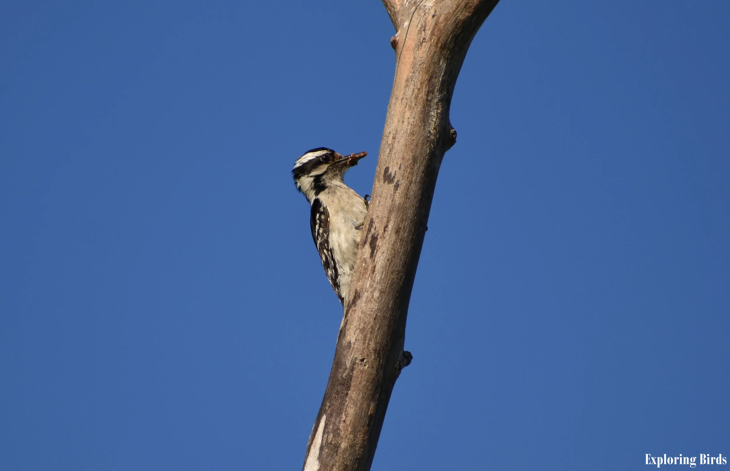 DSC_0102 EB.jpg