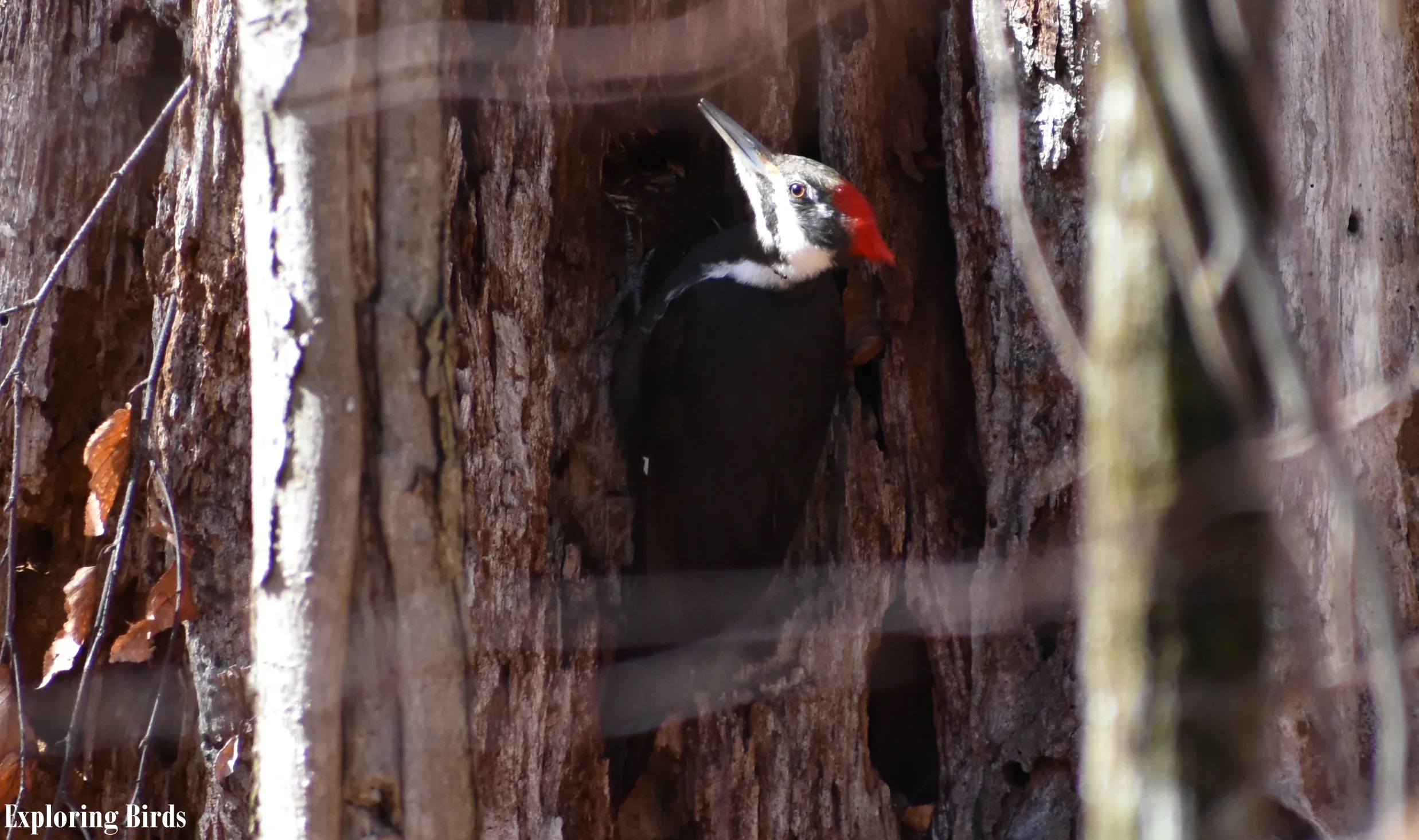 DSC_0519 EB.jpg