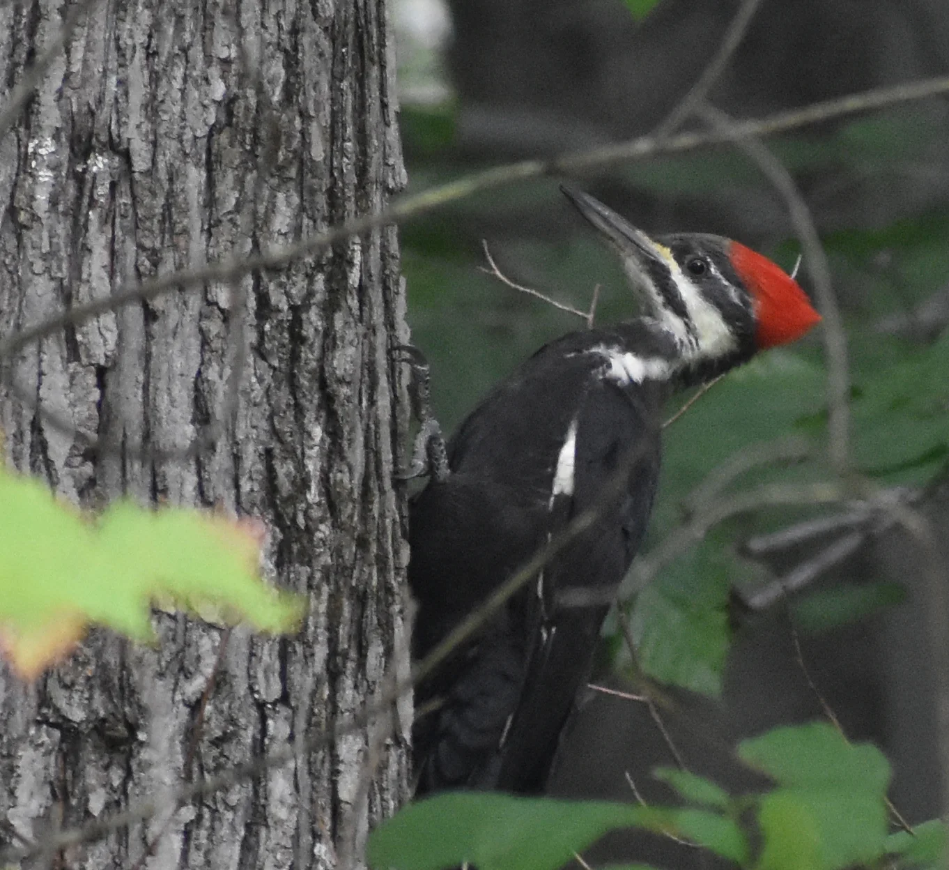 How To Attract Pileated Woodpecker Exploring Birds