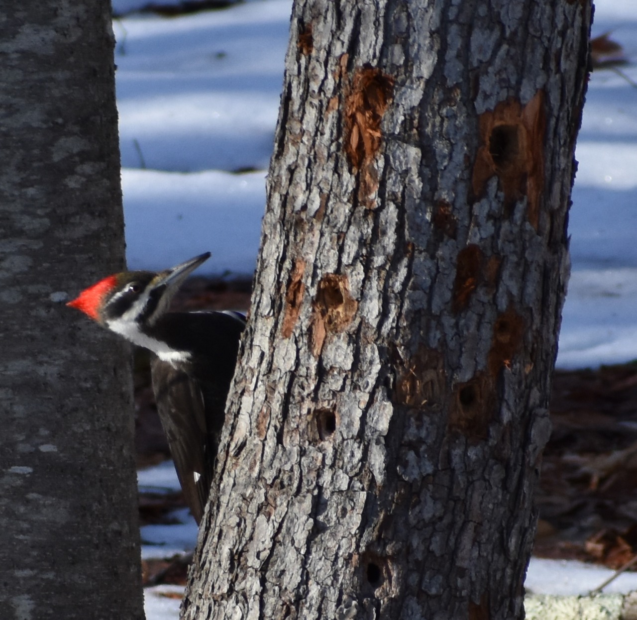 How To Attract Pileated Woodpecker Exploring Birds