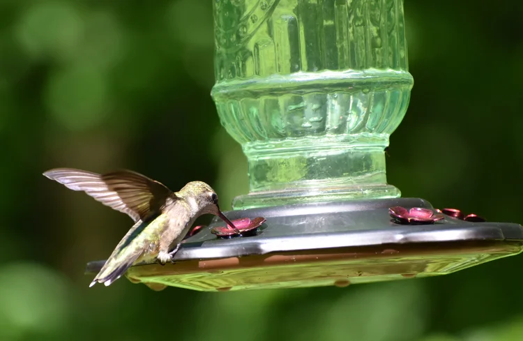 Attracting Birds With A Nectar Feeder Exploring Birds