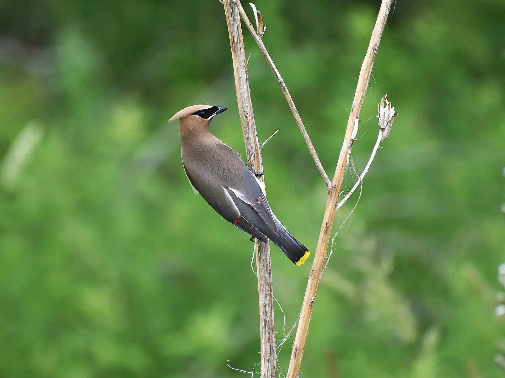 DSC_0931.jpg