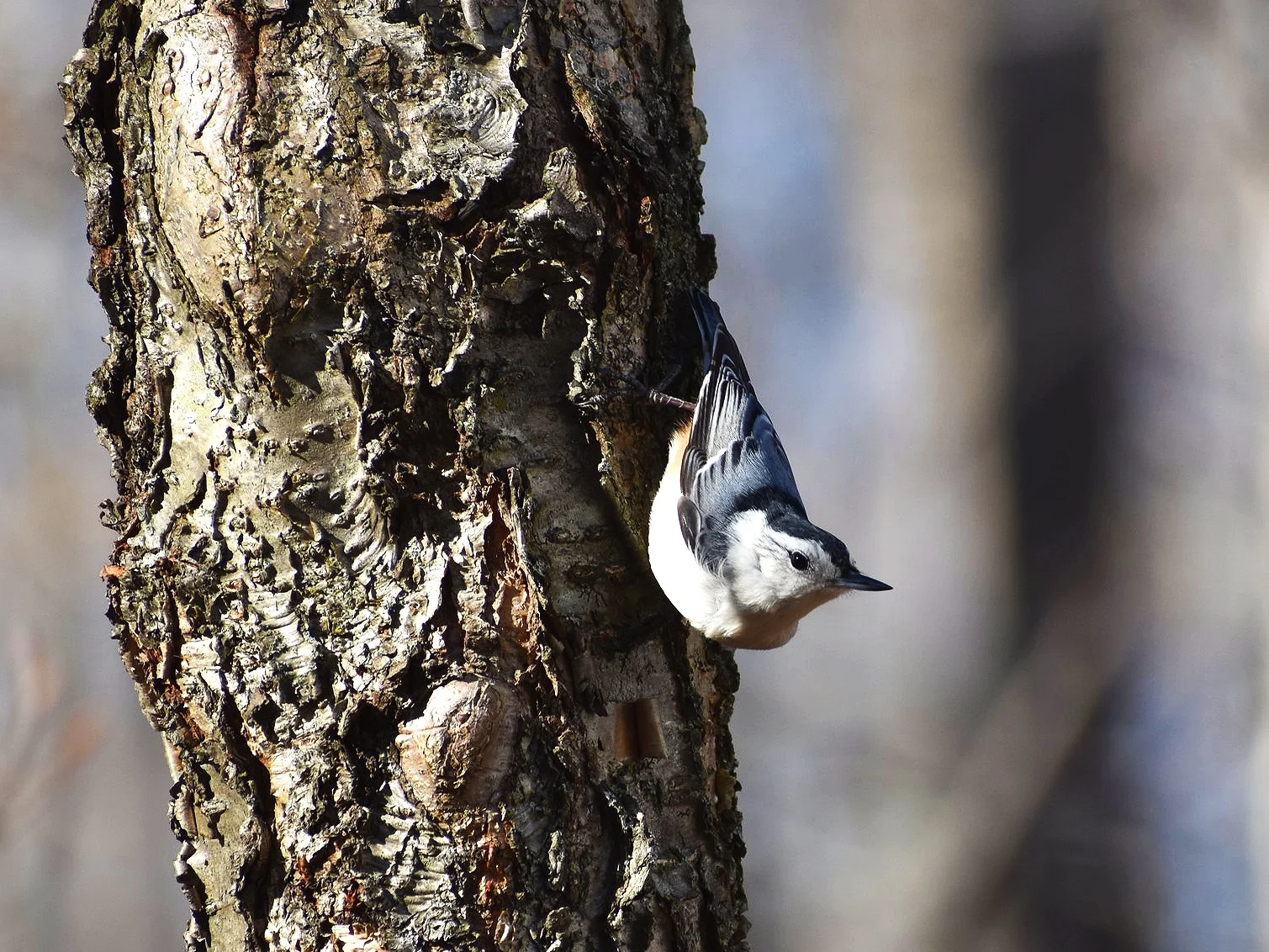 DSC_0711.jpg