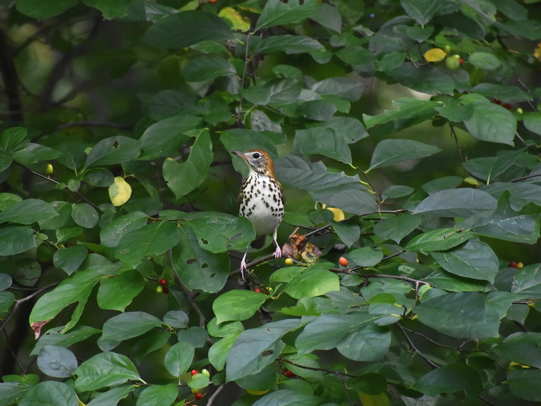 DSC_0123.jpg