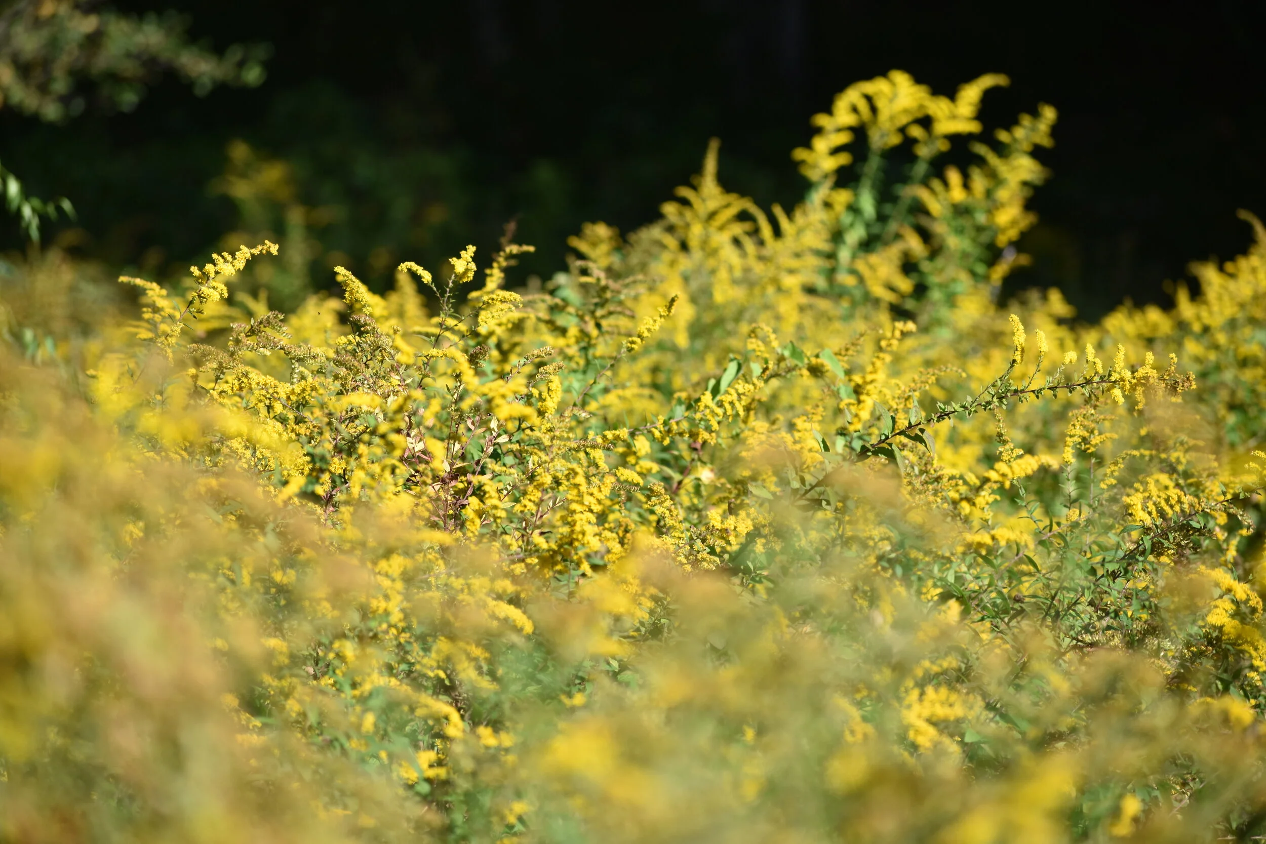 Birds Attracted to Goldenrod — Exploring Birds
