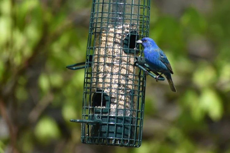 Top 10 Ways To Attract Birds To Your Backyard Exploring Birds