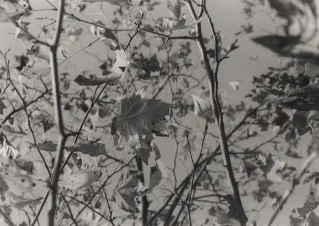 leaves Scan.jpg