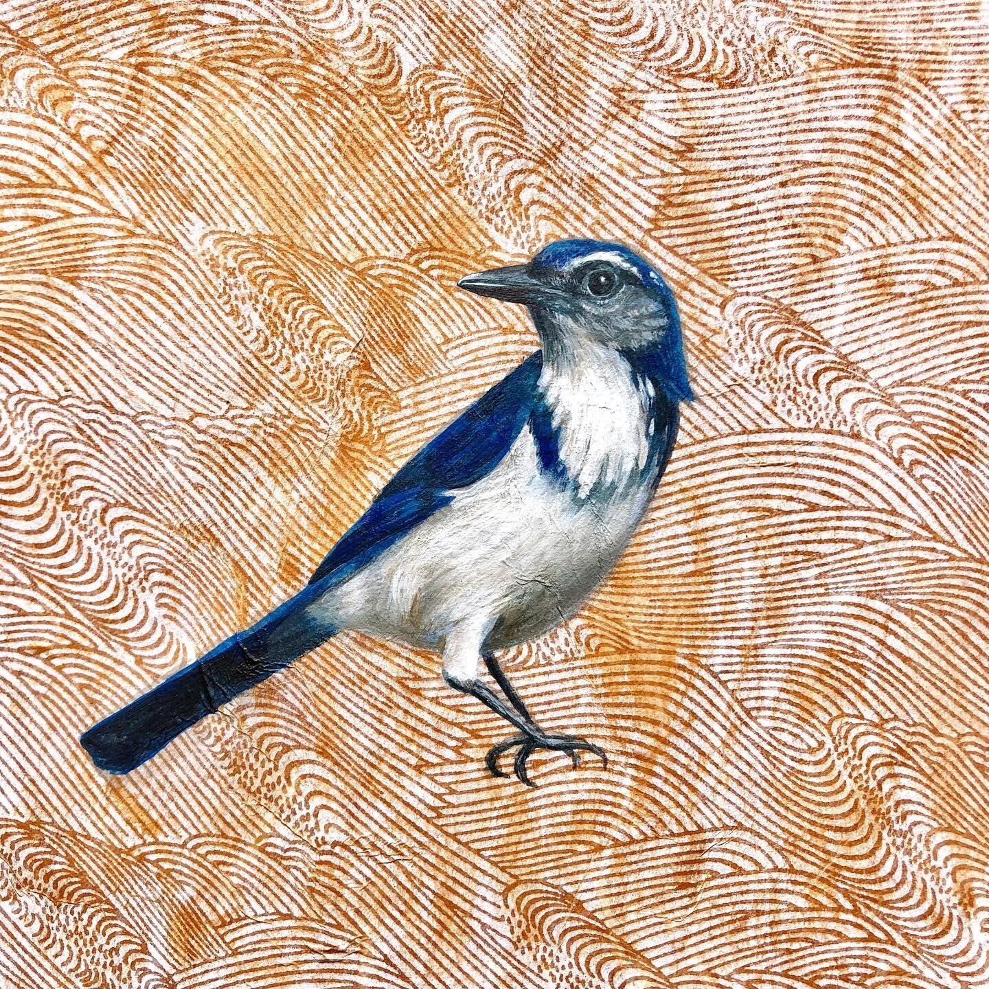 California Scrub Jay