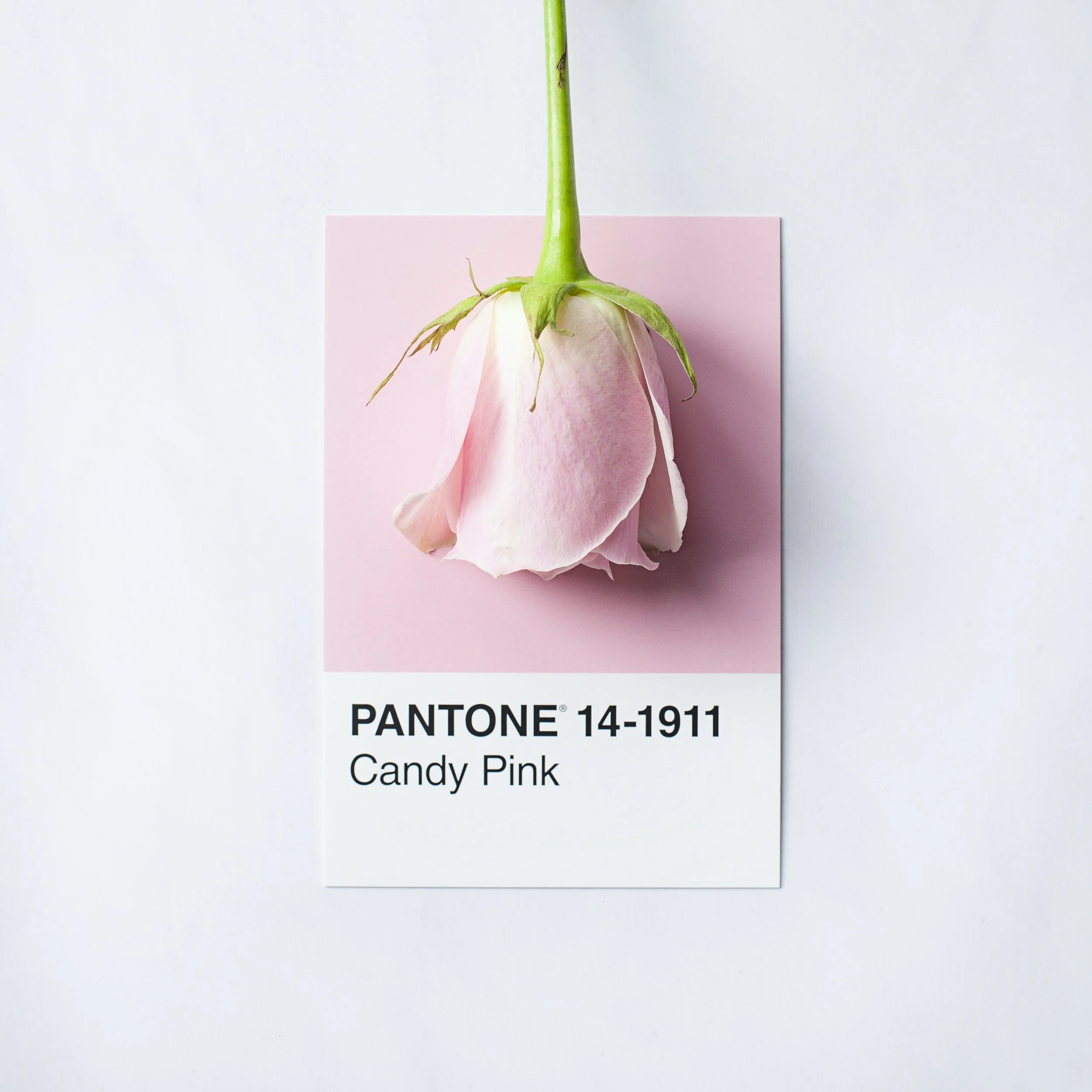 Pantone's 2016 Color of the Year is an Ode to You