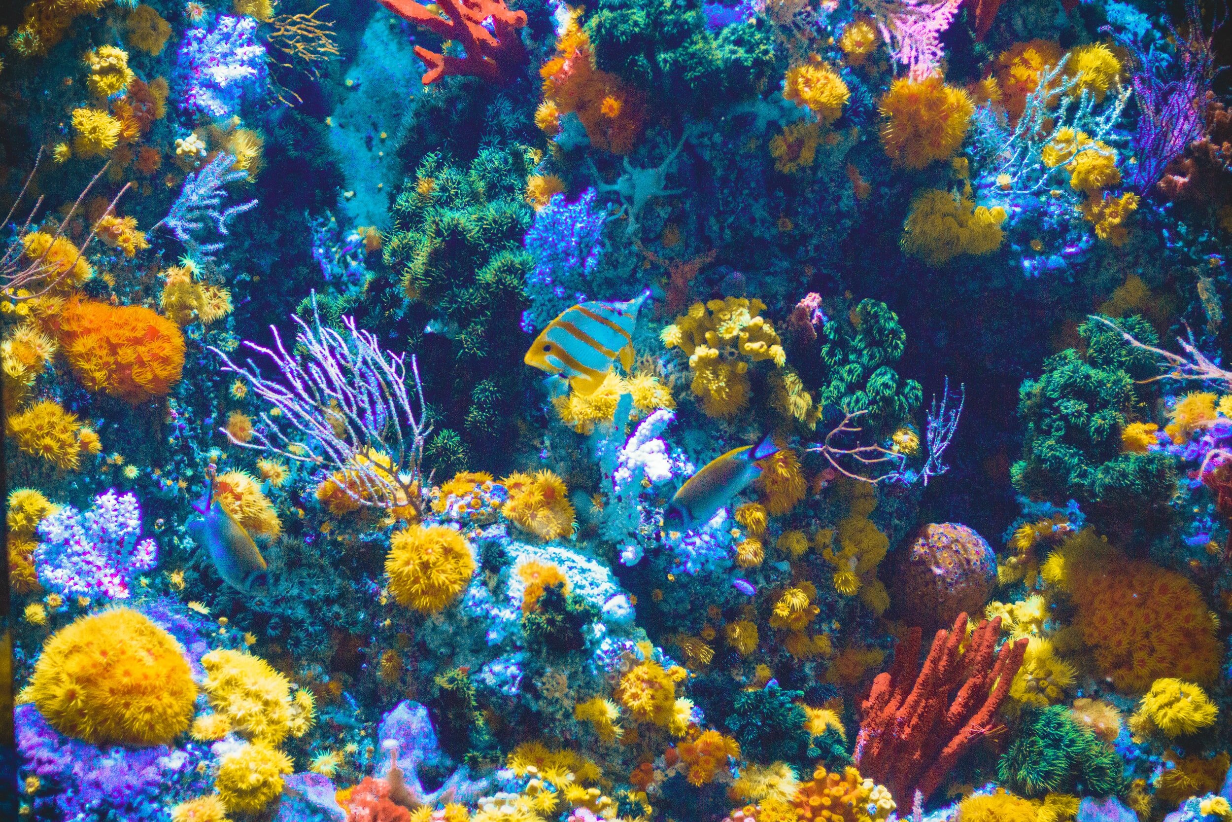 Coral Bleaching Is On The Rise In The Great Barrier Reef