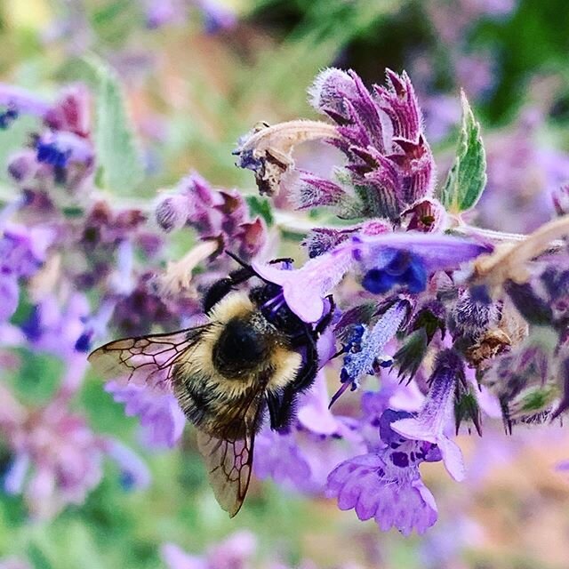 Diving into the weekend like.... #honeybees #flowers #ack #weekend