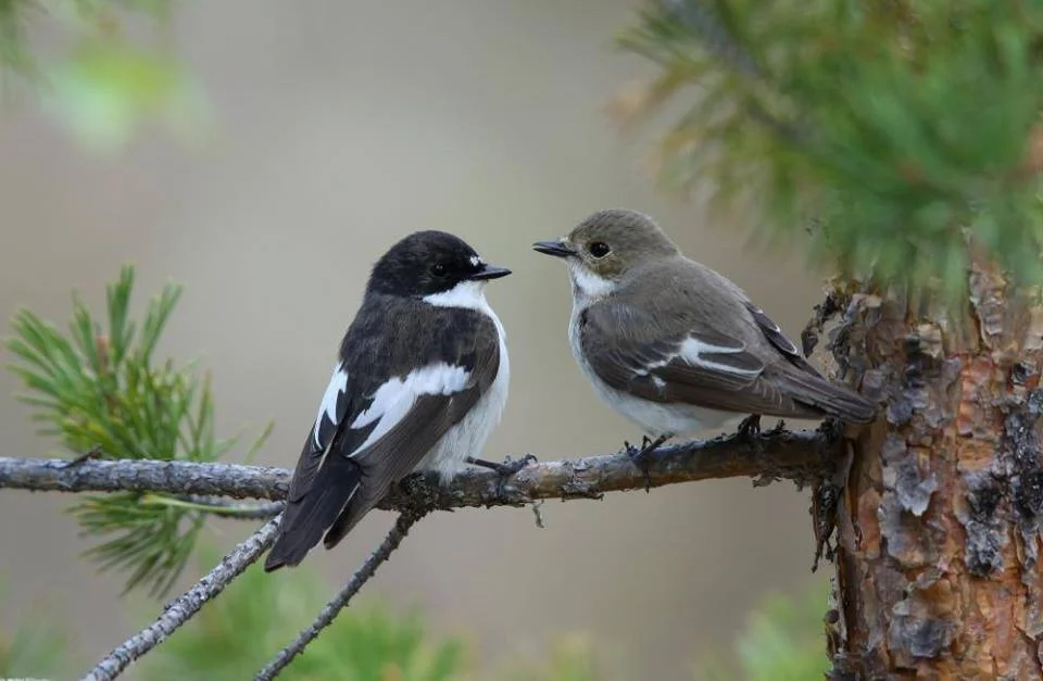 Dawn Chorus.jpg