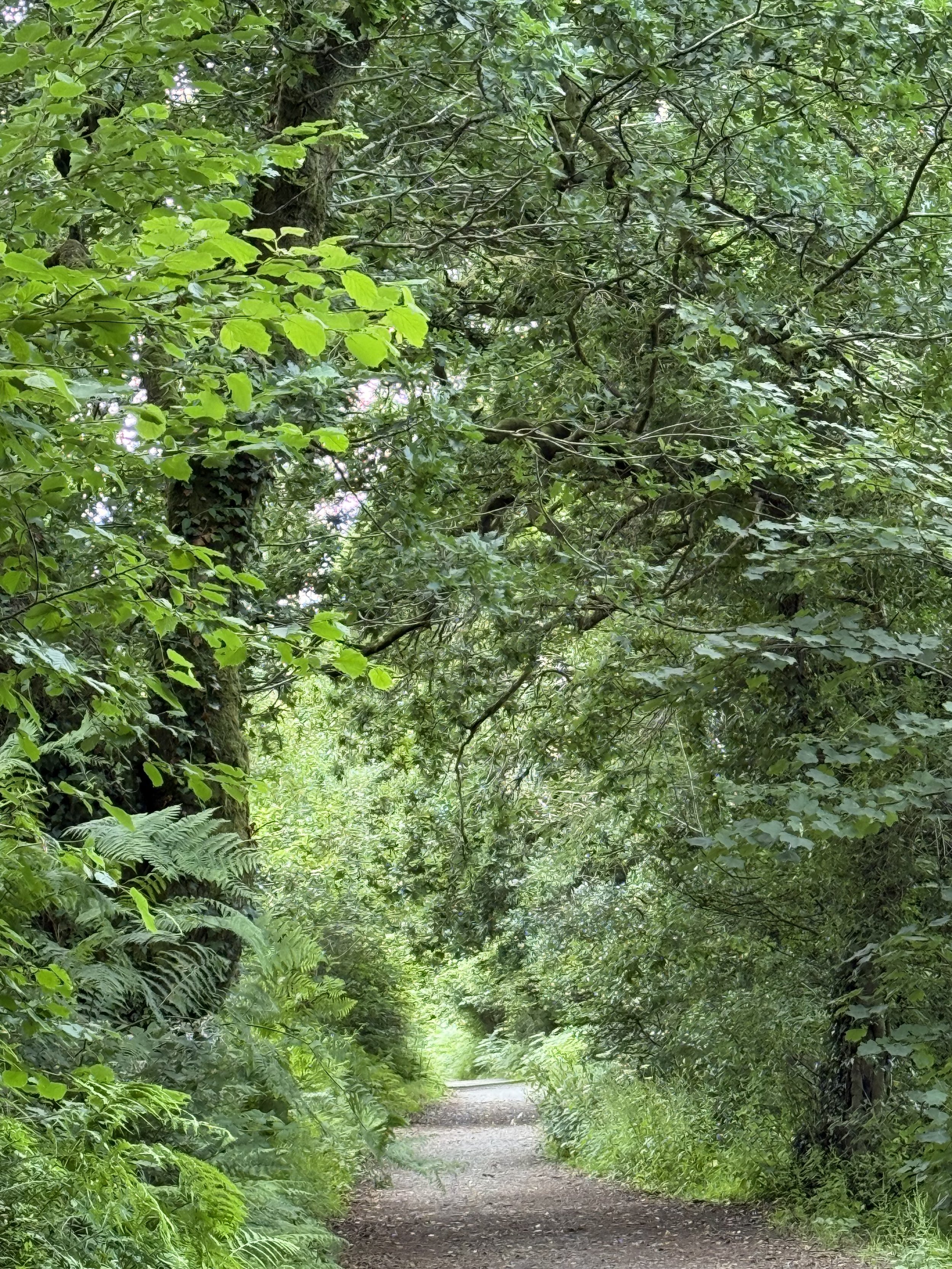 Gentle Woodland Stroll