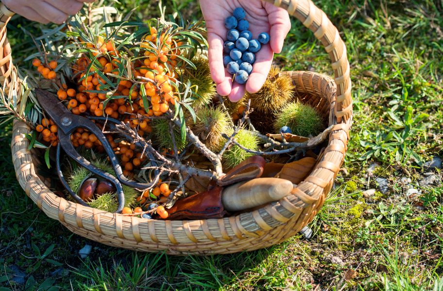Autumn Forage & Flavour: Wild Walk and Gin Workshop (organised by Bovey Castle)