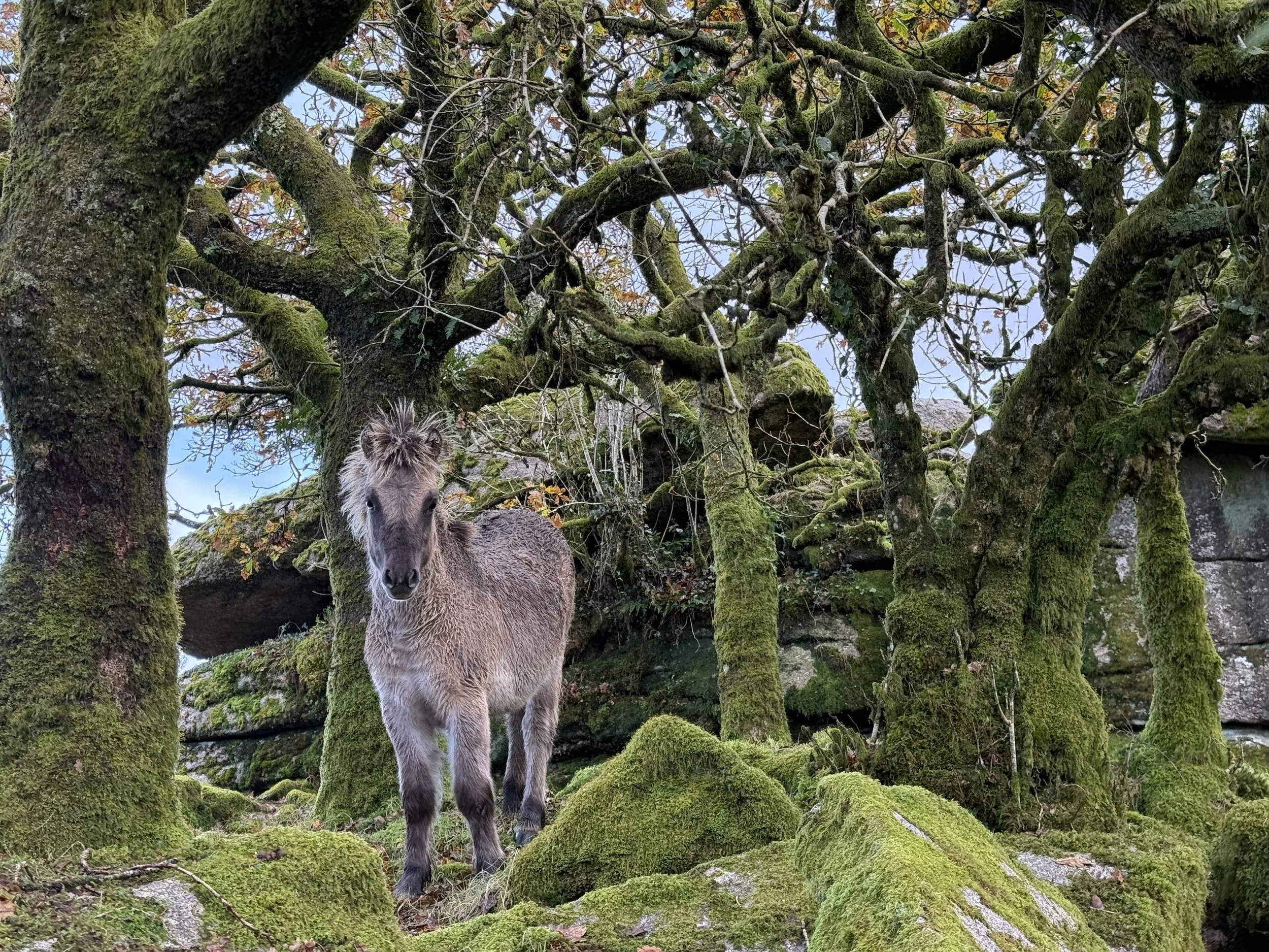 Hidden Gems of Dartmoor (Online Talk)