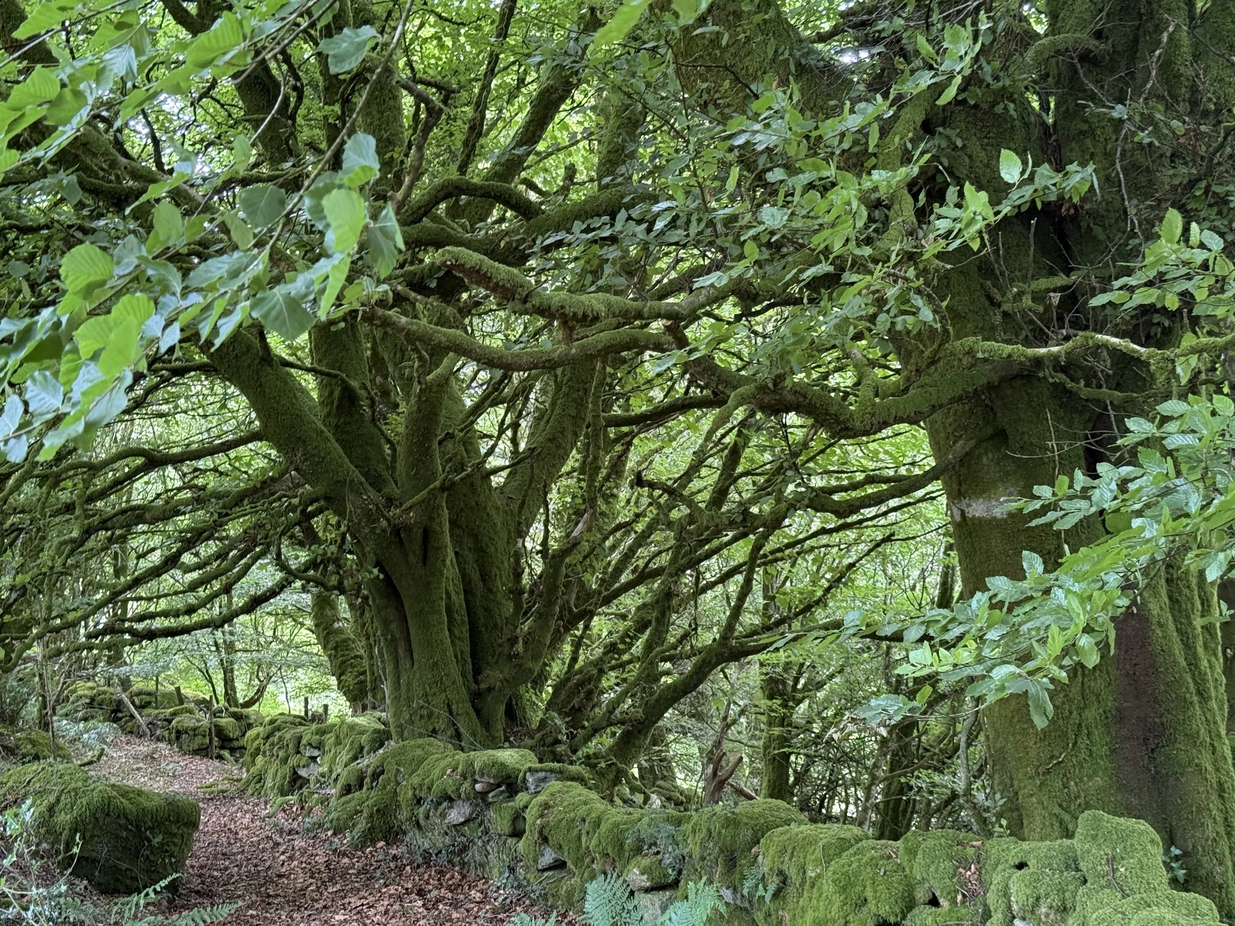 Dartmoor Witches and Wart-Charmers Walk
