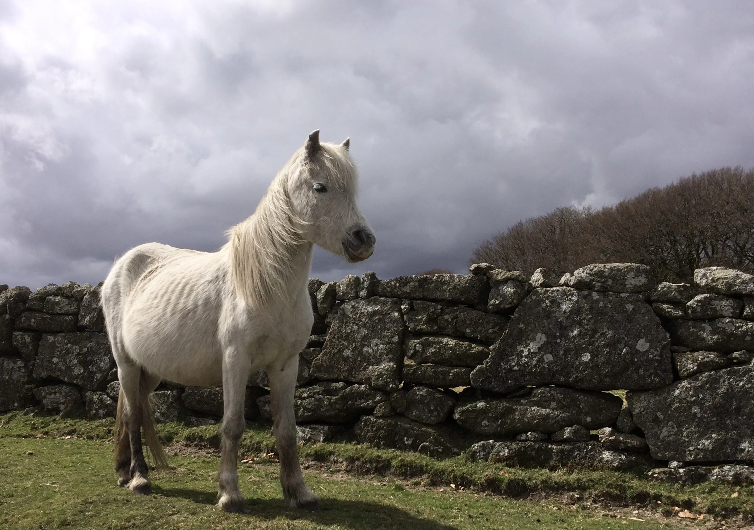 Ghostly Grey Mare Folklore - Samhain Walk