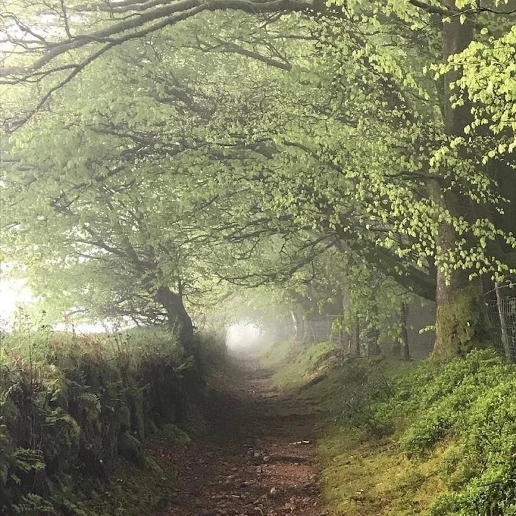 Ancient Track on Dartmoor