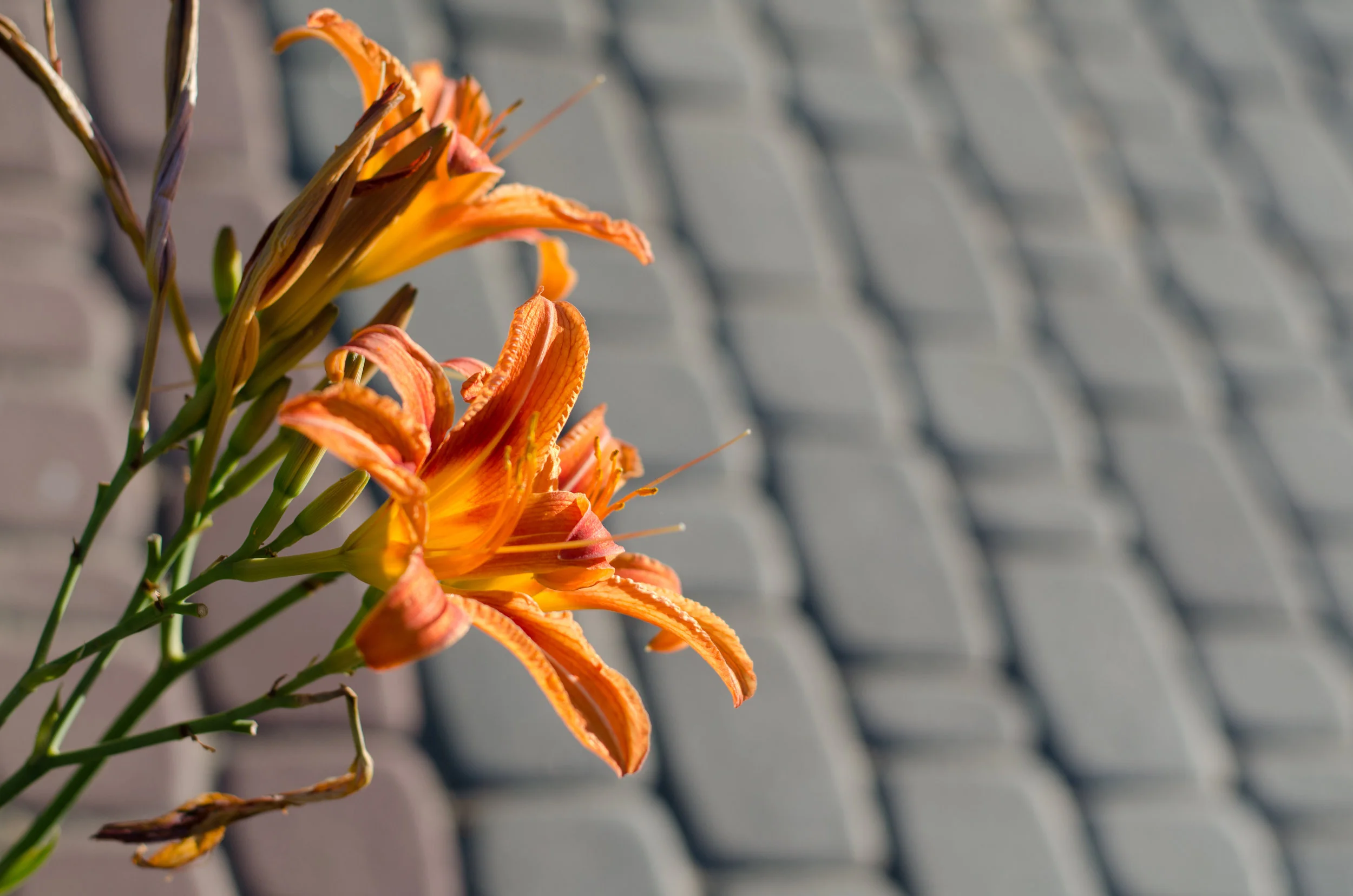 Consider the Lilies n Chill!