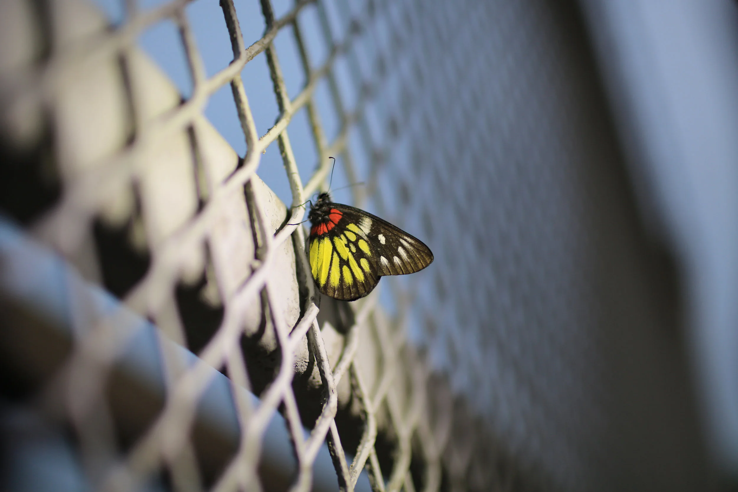 Butterfly Environment