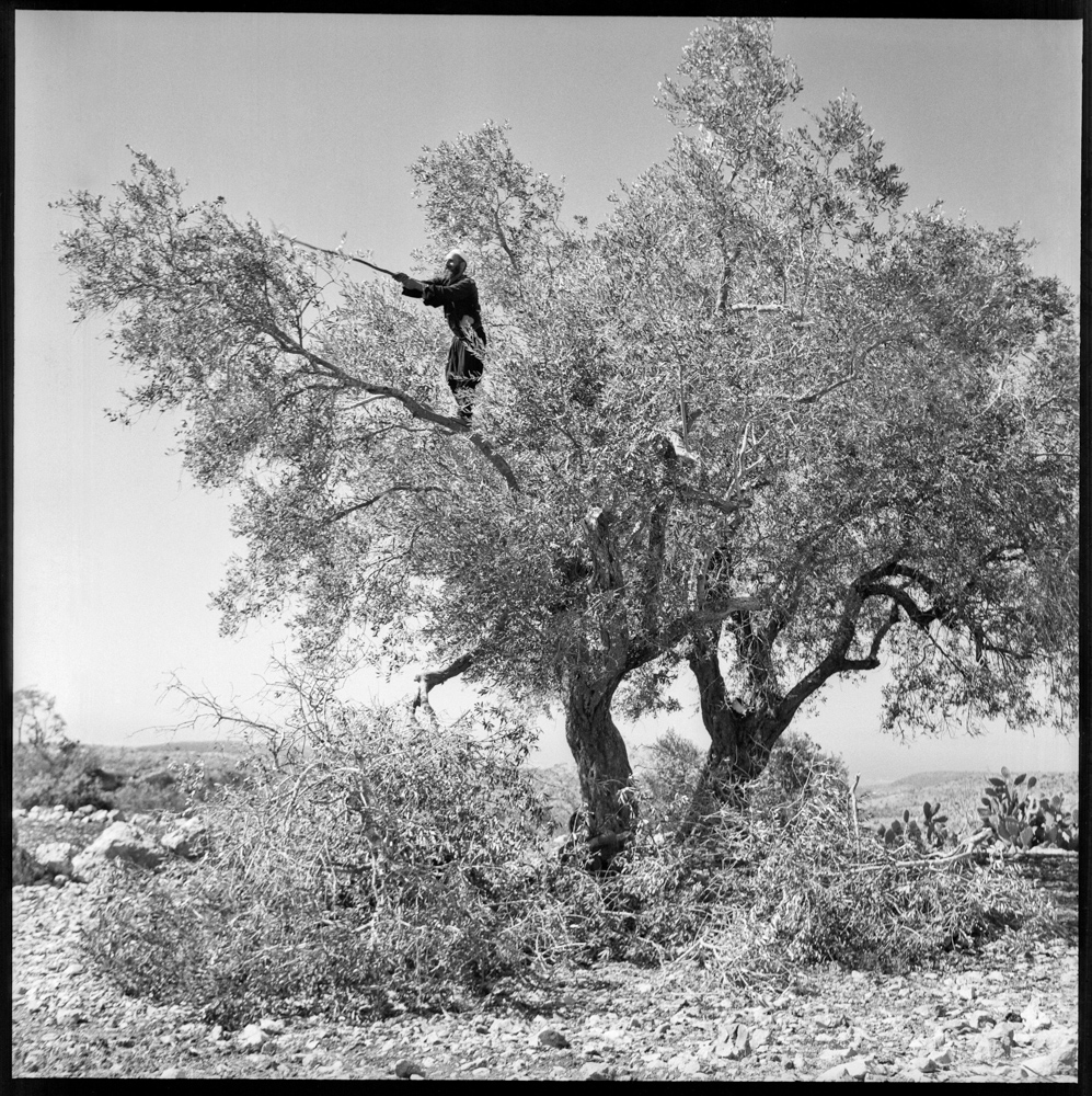 מיכה בר-עם, מסיק, פקיעין, 1958, צילום, 50X50 ס"מ