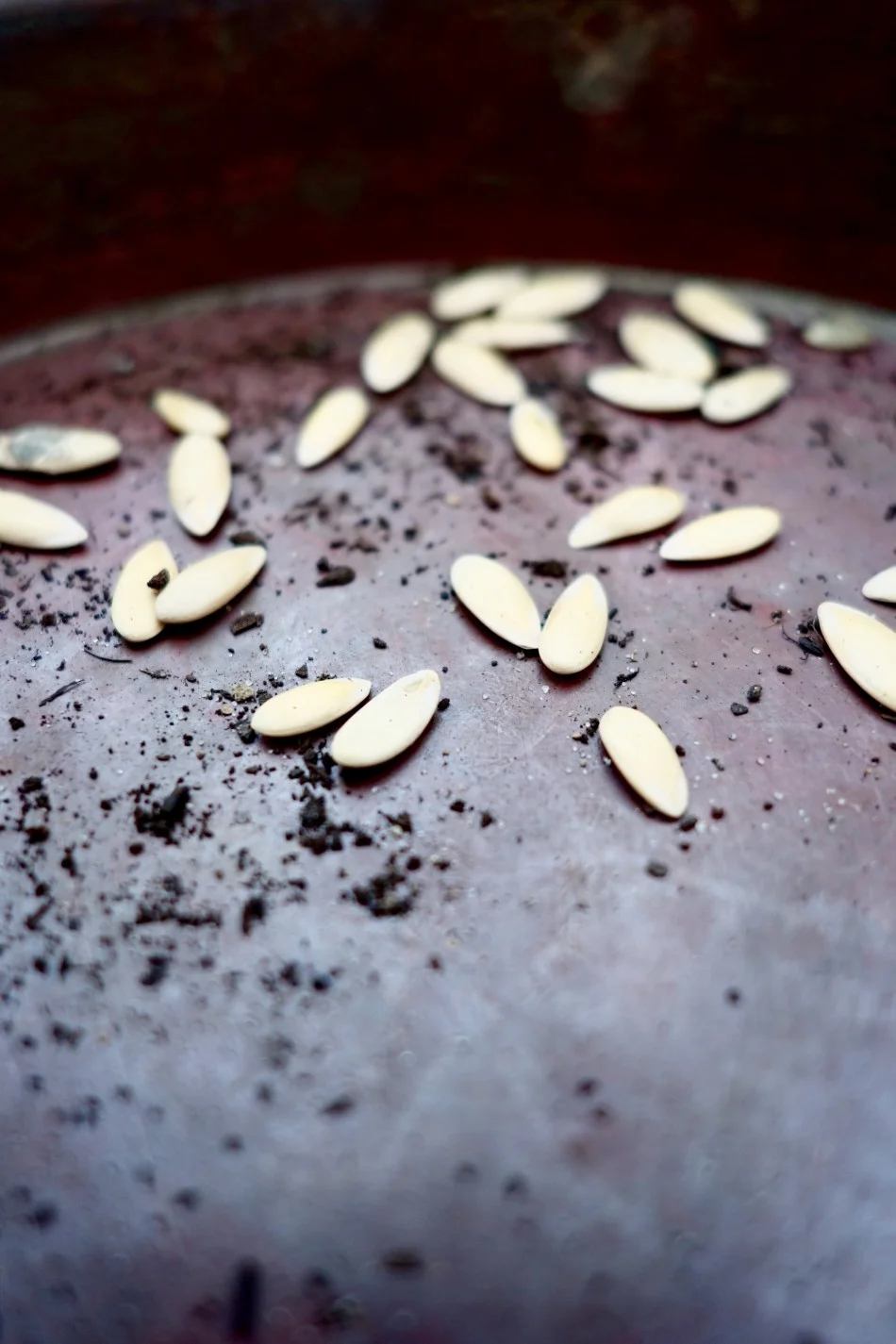 seeds-small-food.jpg