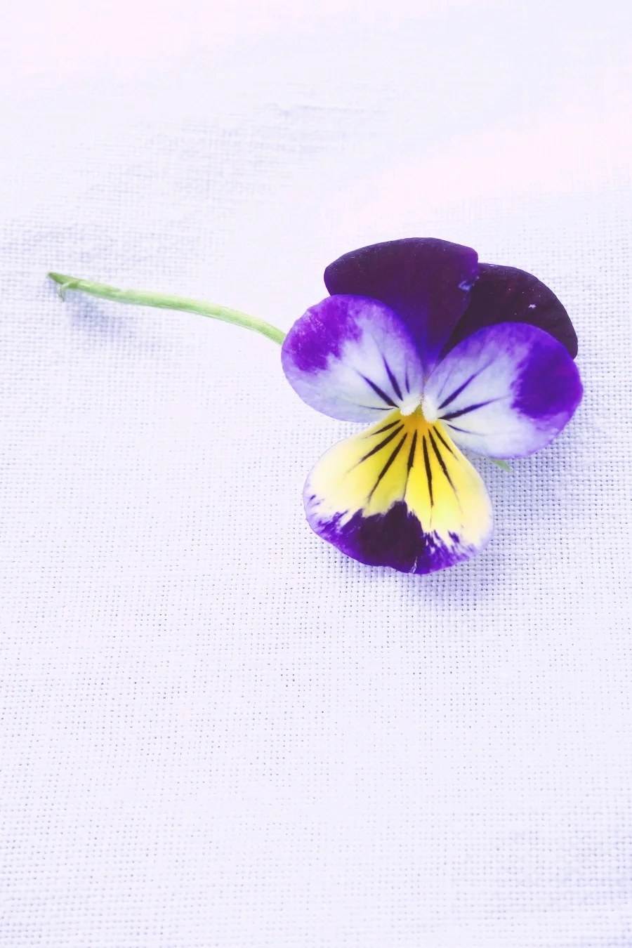 violet.jpg