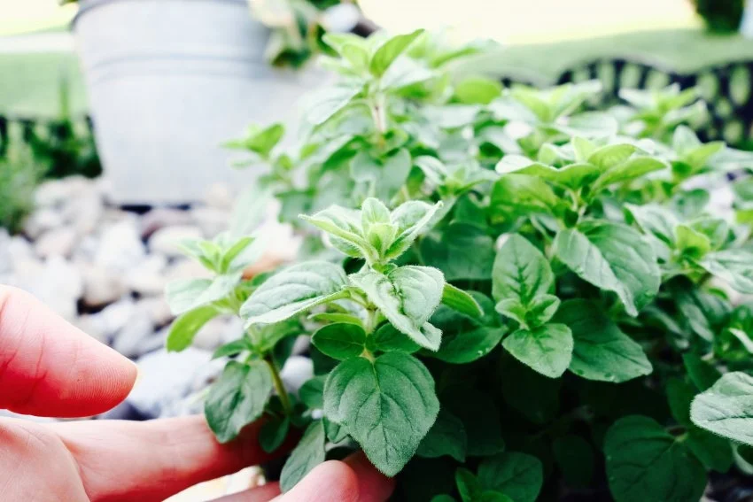 oregano-see.listen.be_.jpg