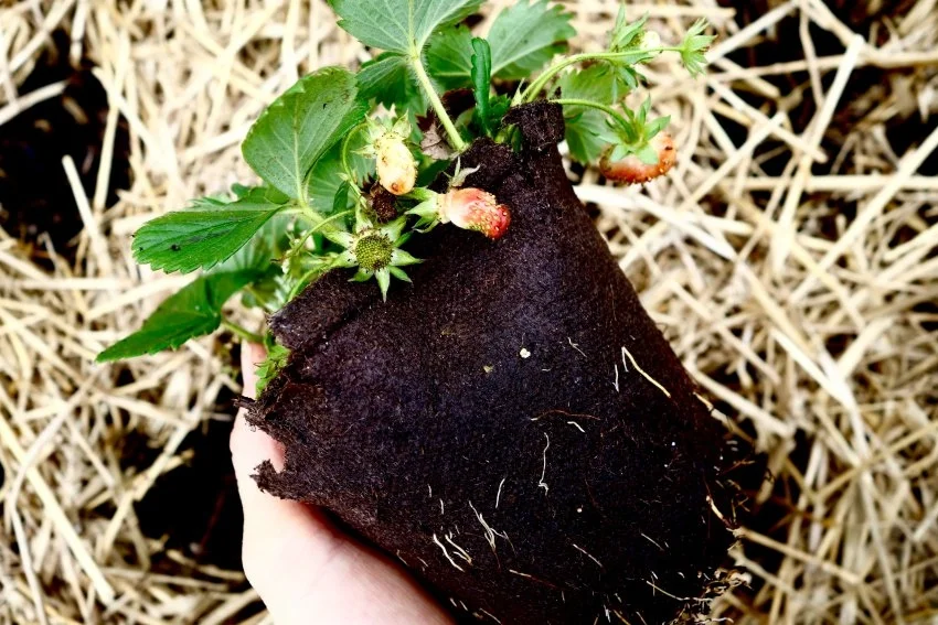 strawberries-see.listen.be_.jpg