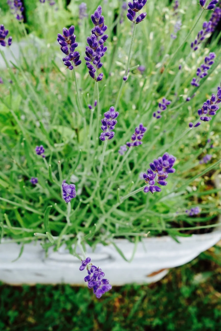 lavender.jpg