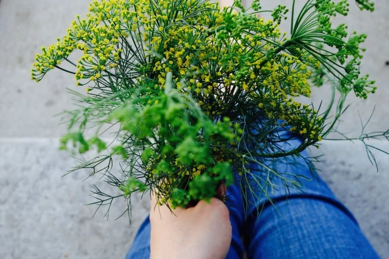 dill_.jpg