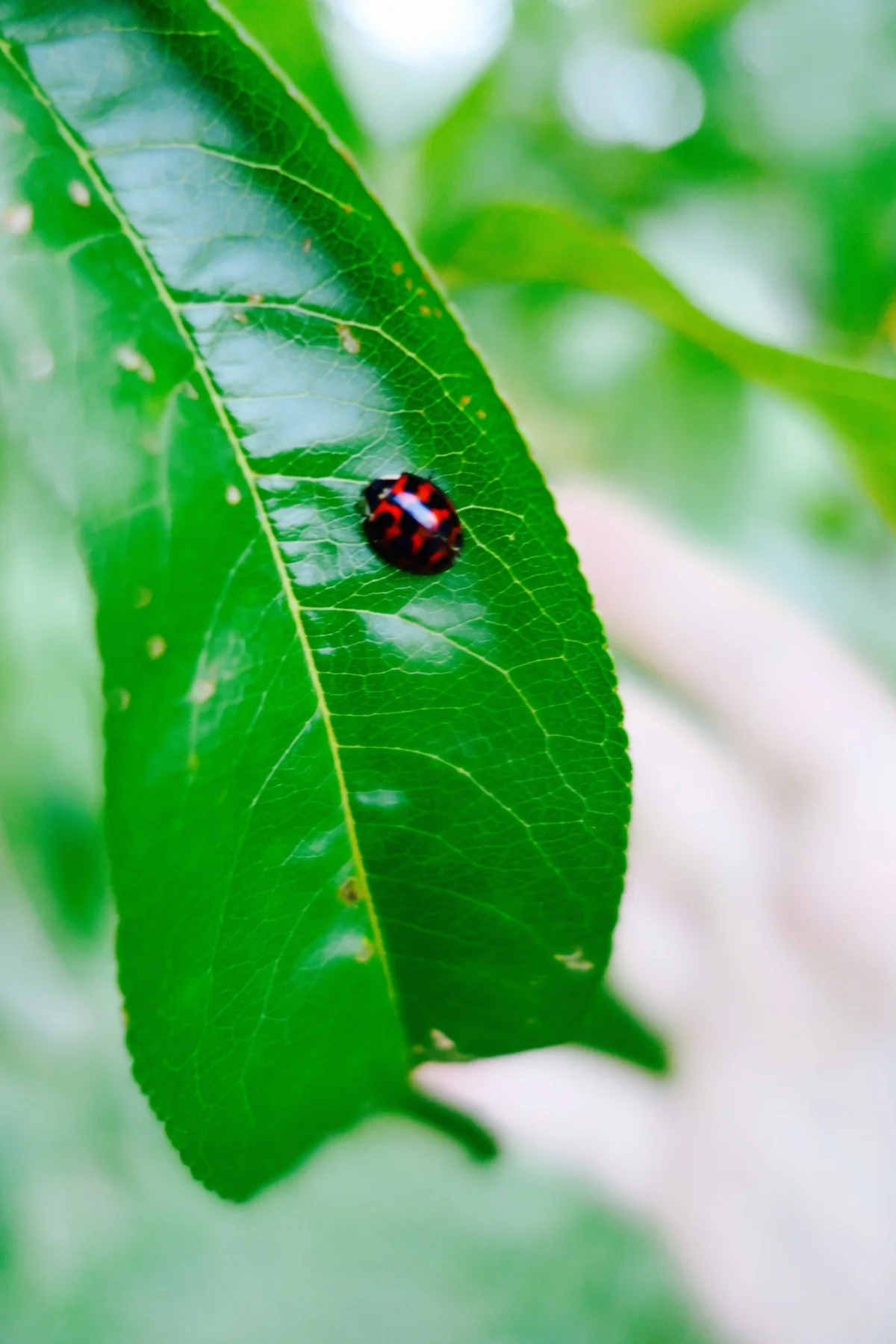 ladybug-1.jpg