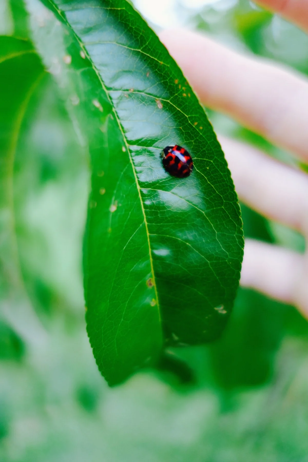 ladybug.jpg