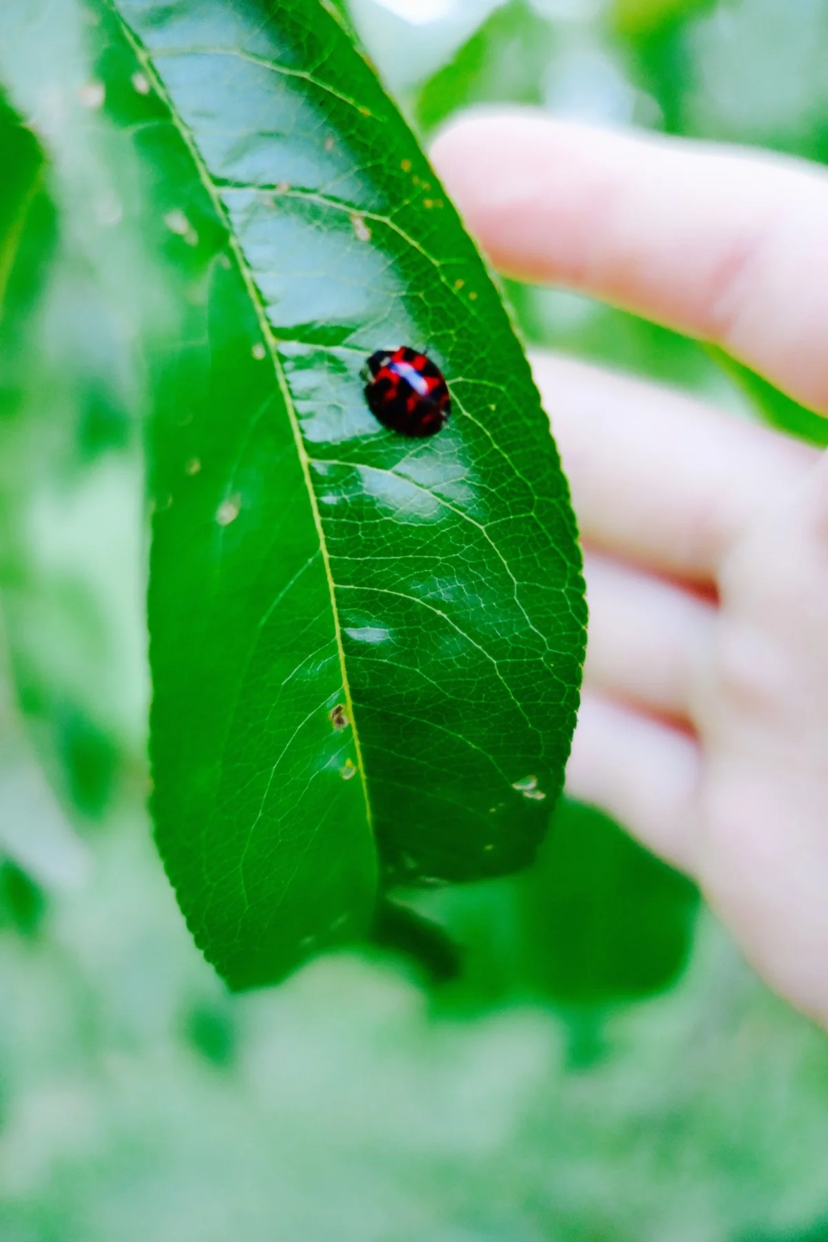 ladybug_.jpg