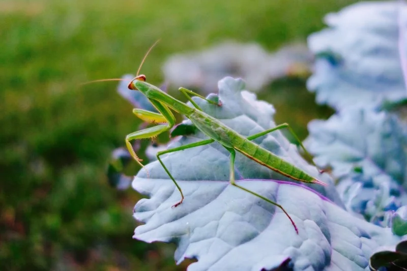 mantis.jpg
