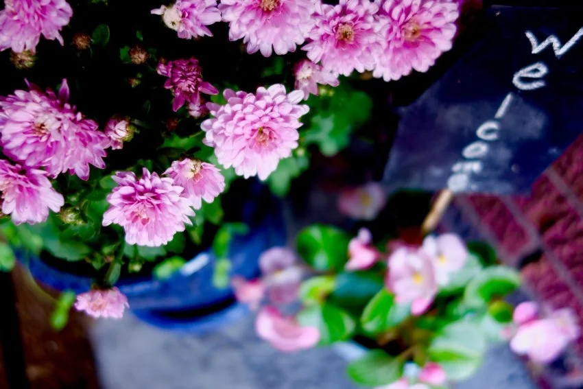 mums-compressed.jpg